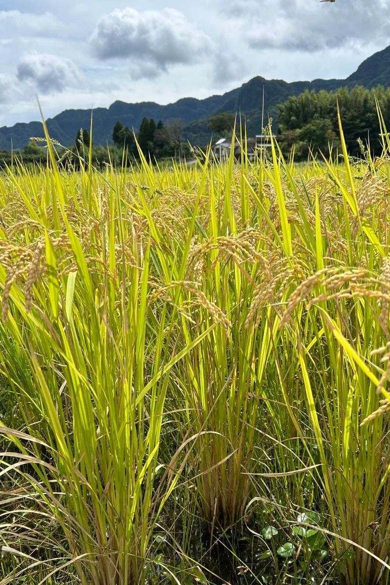 自然栽培米4品種食べ比べ4kg 玄米 R7年産 亀の尾等 - メルカリ