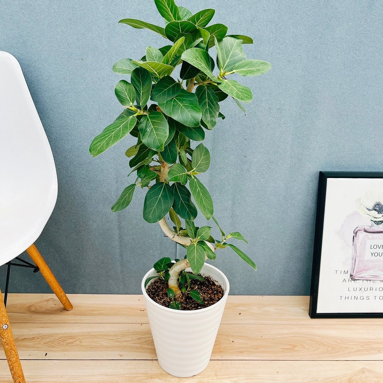 ［現品］50番　フィカス　ベンガレンシス　曲がり 8号　観葉植物　室内　大型 現品］81番 フィカス ベンガレンシス 曲がり 8号 観葉植物 室内 大型