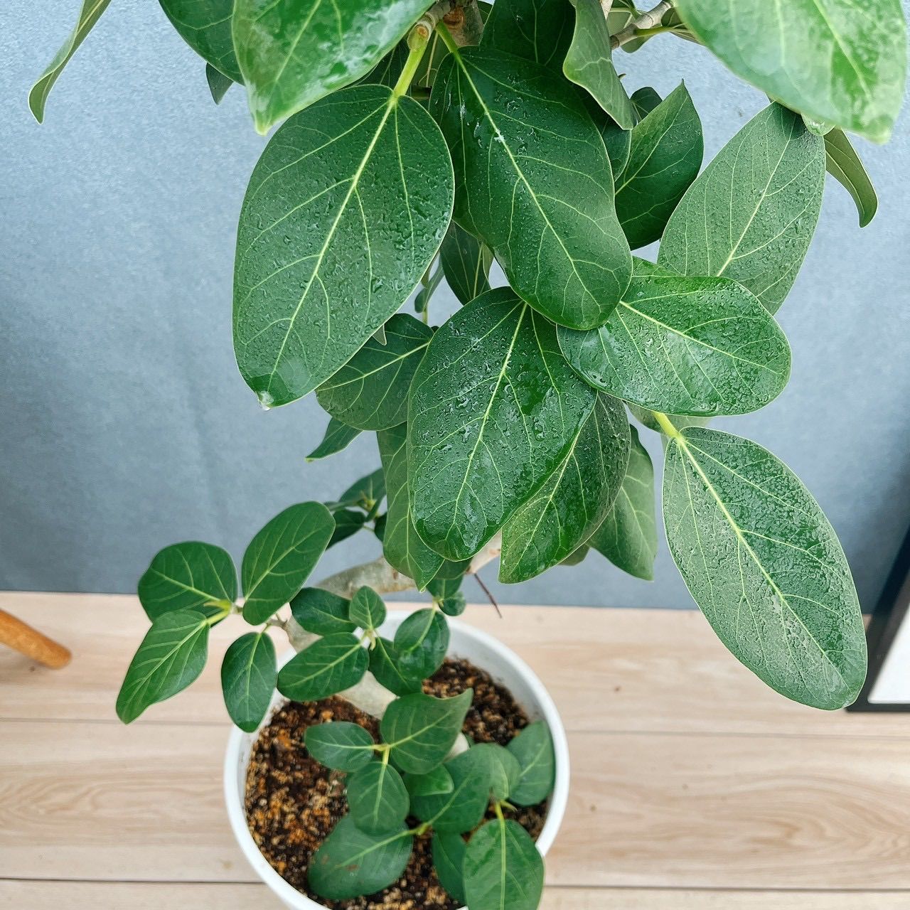 現品］81番 フィカス ベンガレンシス 曲がり 8号 観葉植物 室内 大型