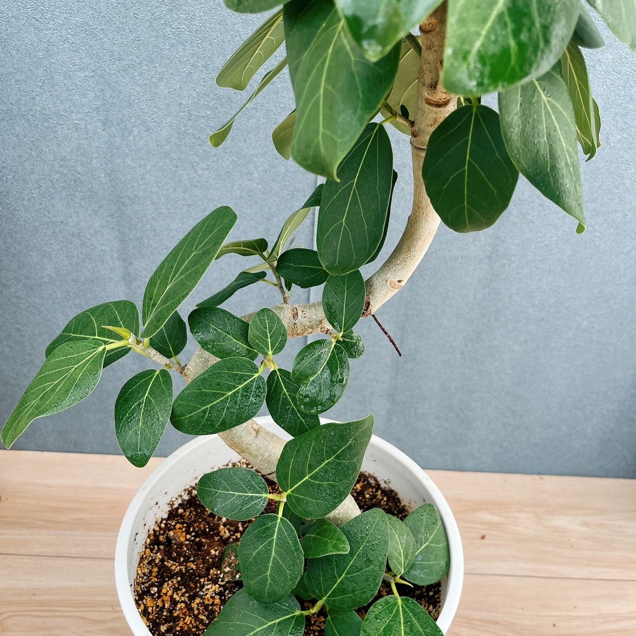 現品］81番 フィカス ベンガレンシス 曲がり 8号 観葉植物 室内 大型