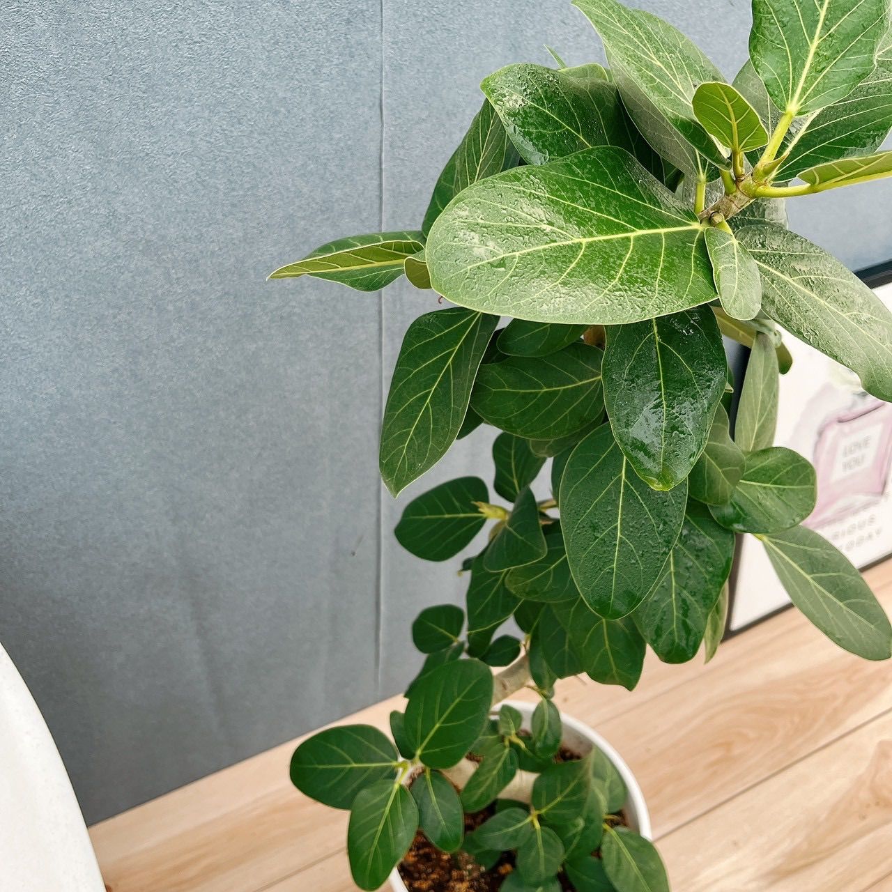 現品］81番 フィカス ベンガレンシス 曲がり 8号 観葉植物 室内 大型