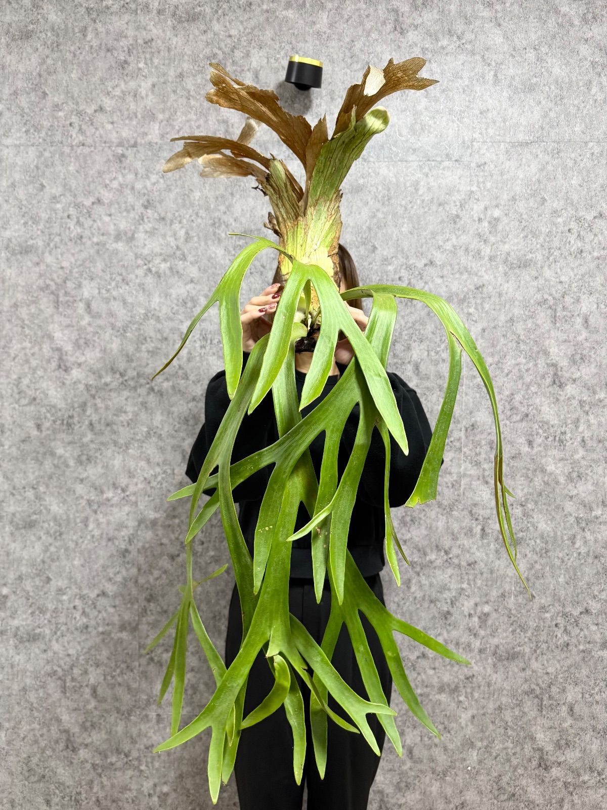 ウィリンキー祭り/ ＊美フォルム＊ ▽P.willinckii Wild East Java