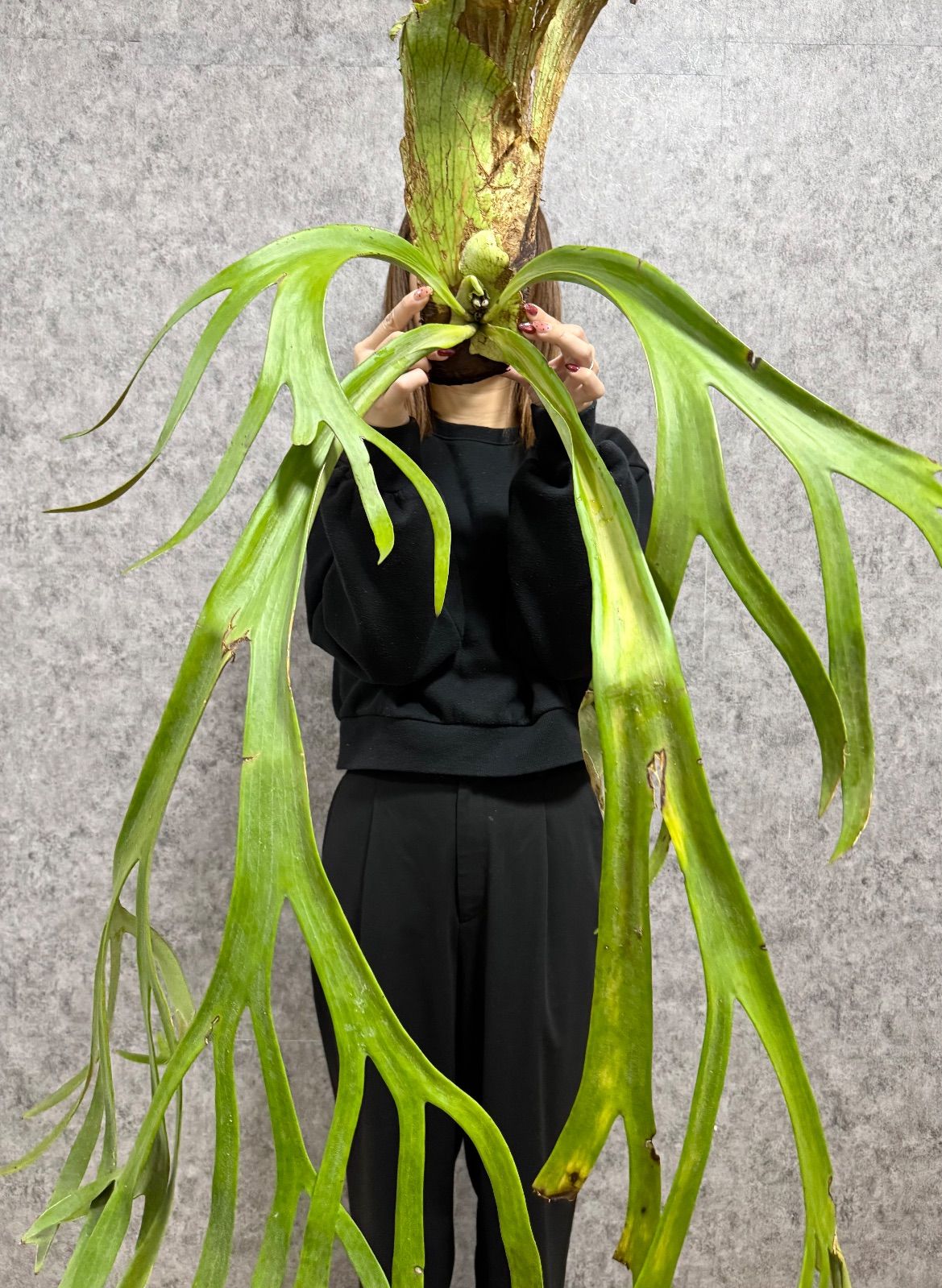 ウィリンキー祭り/ ＊特大＊ ▽P.willinckii Wild East Java▽ C8 ウィ