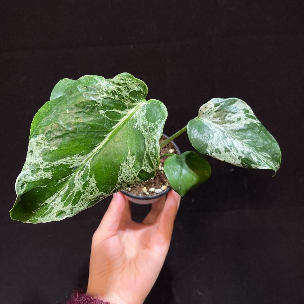 モンステラデリシオーサバルバソウルMonstera Bulbasaur - メルカリ