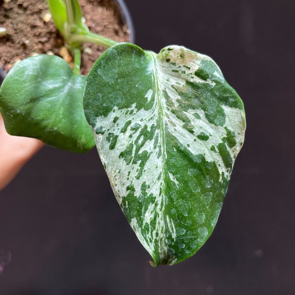 モンステラデリシオーサバルバソウルMonstera Bulbasaur - メルカリ