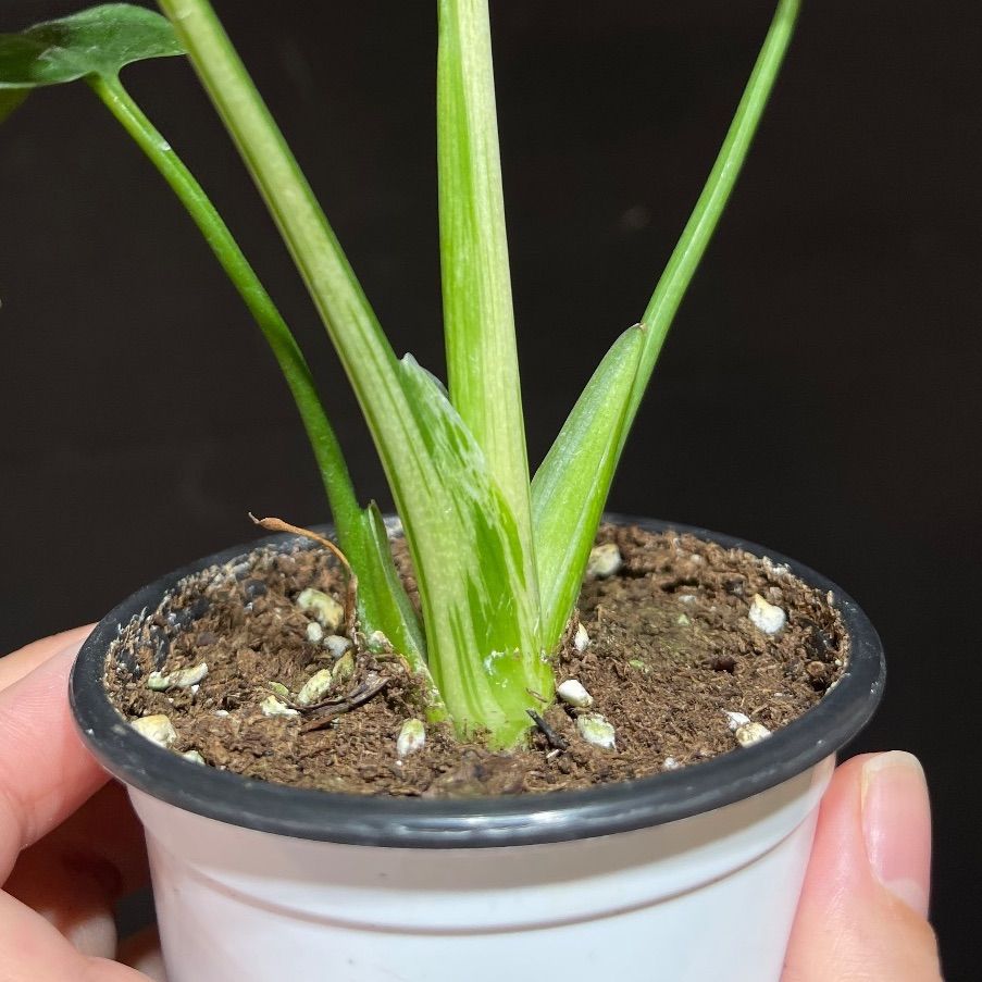 モンステラデリシオーサバルバソウルMonstera Bulbasaur - メルカリ