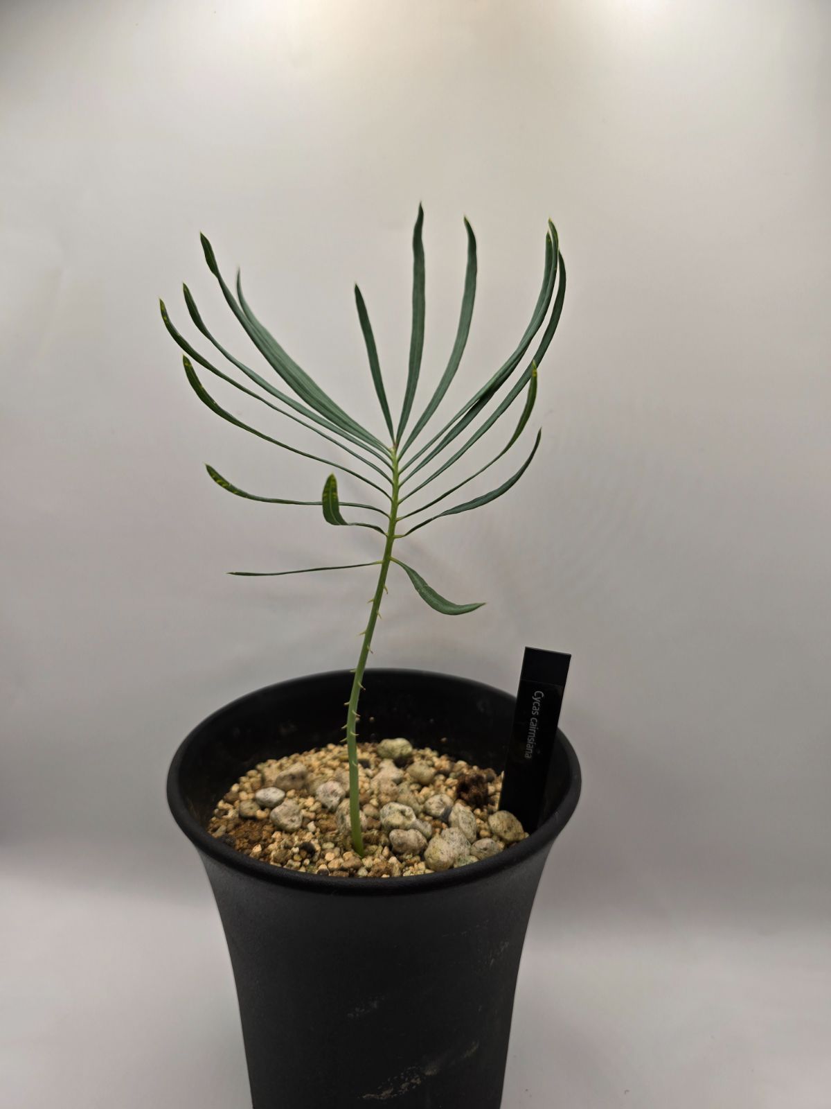 ◇サイカス カイルンシアナ 実生苗！！◇cycas cairnsiana ブルー 