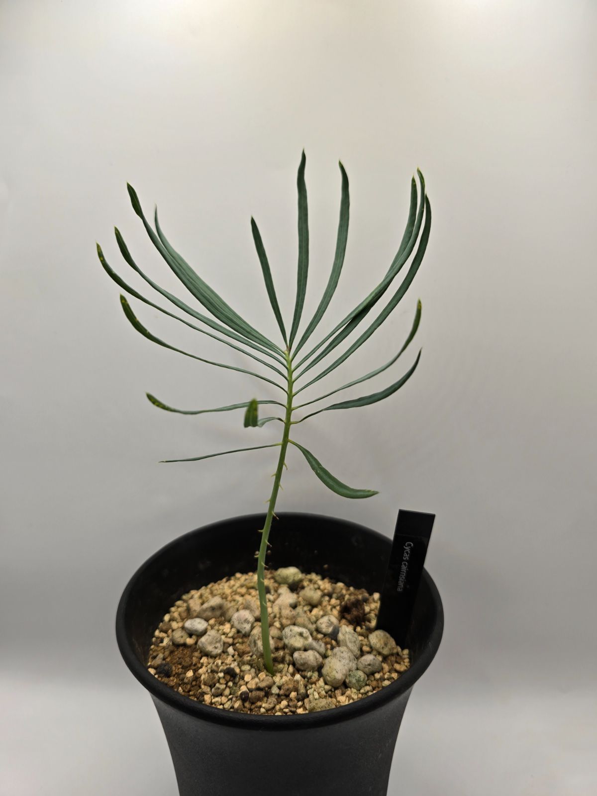 ブルーソテツ　サイカス　カイルンシアナ　① メルカリ便 ◇サイカス カイルンシアナ 実生苗！！◇cycas cairnsiana ブルー