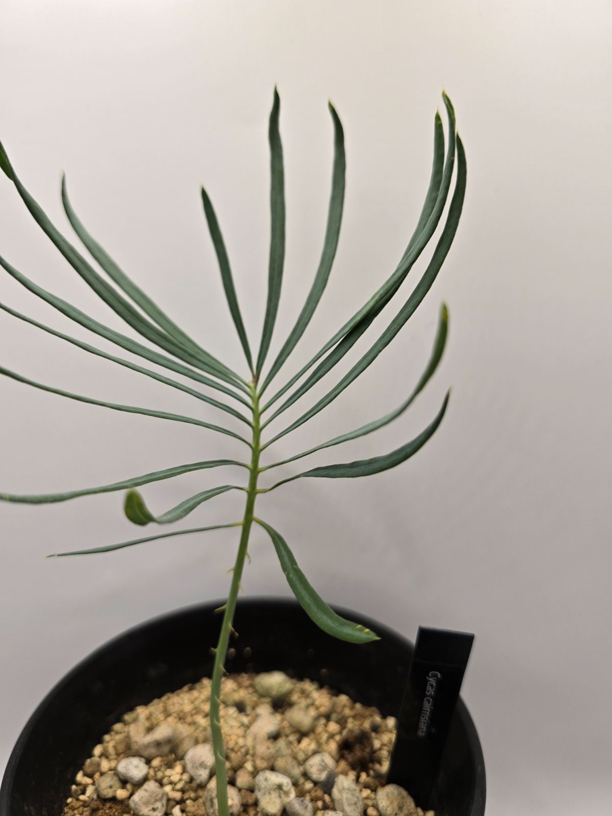 nページ サイカス カイルンシアナ ☆ Cycas cairnsiana 検 ホリダス エンセファ