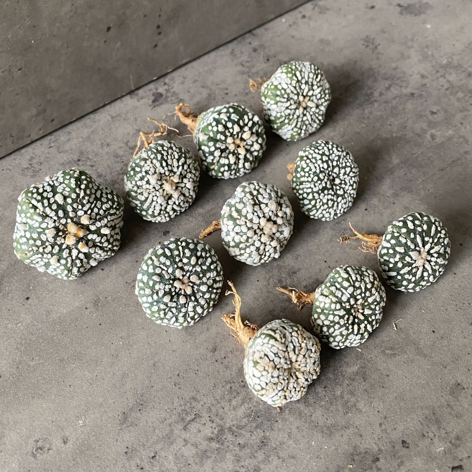 A5817【限定10株セット！！】【 アストロフィツム 兜丸 ' スーパー兜