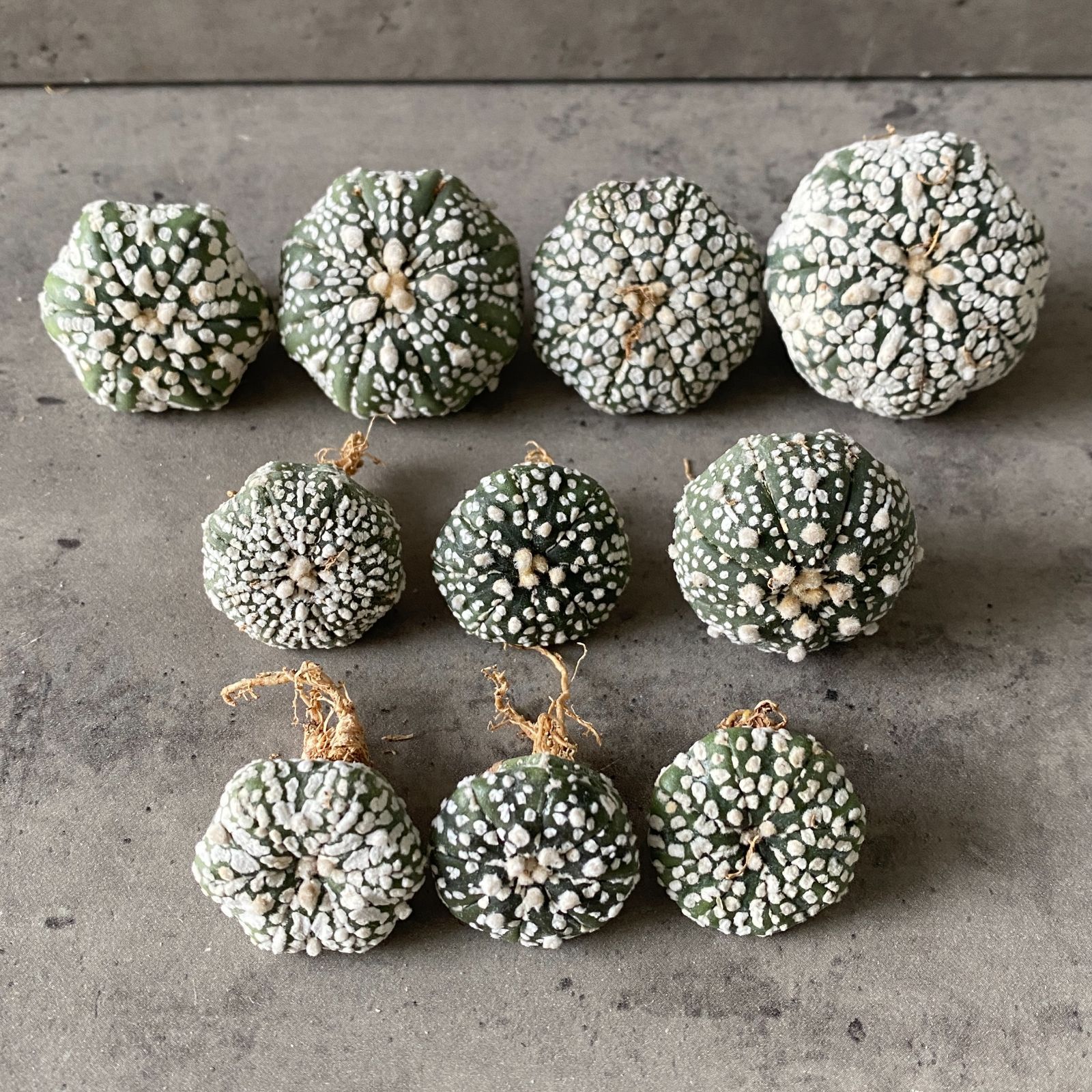 A5812【限定10株セット！！】【 アストロフィツム 兜丸 ' スーパー兜