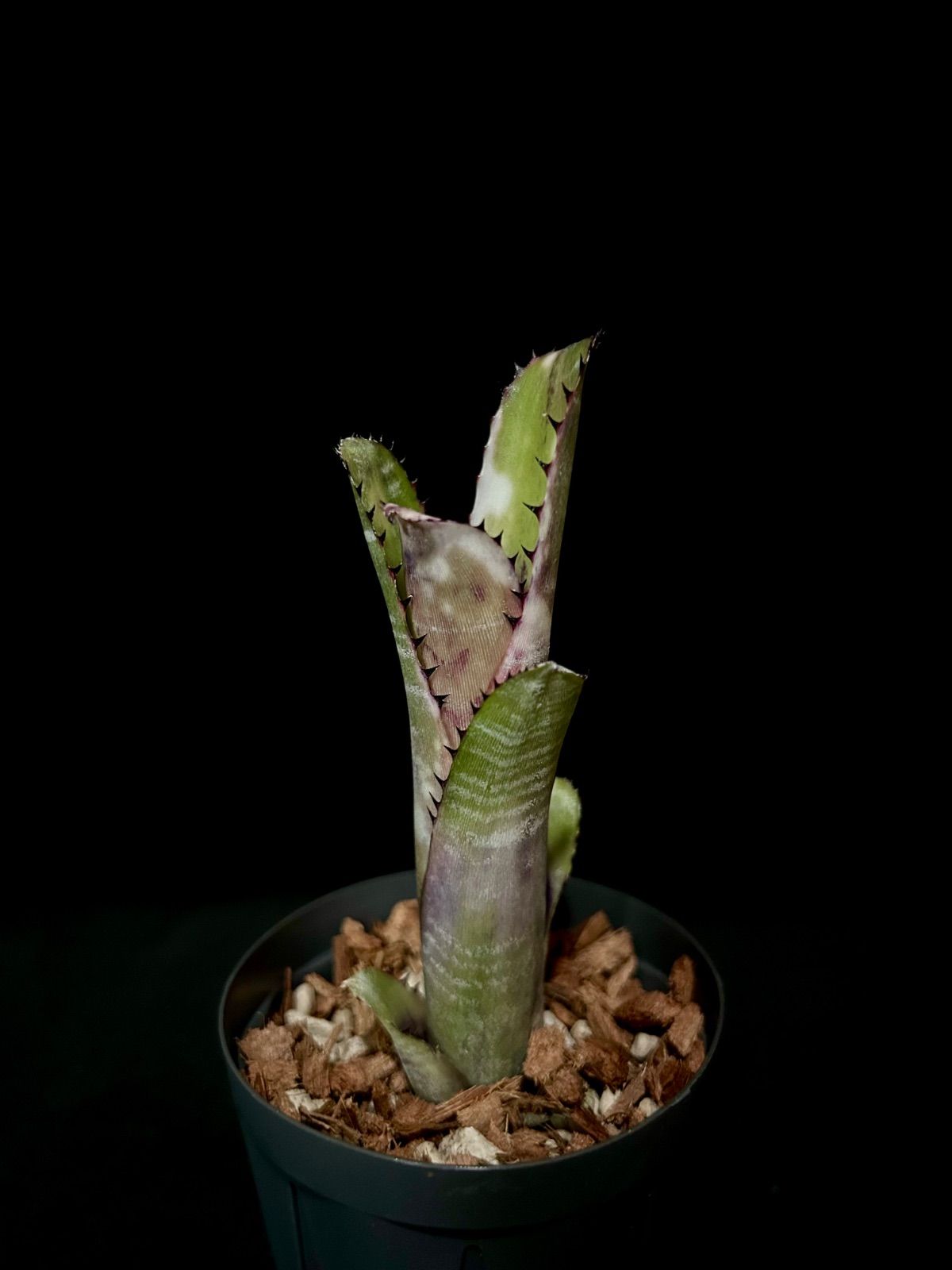 Billbergia 'Kolan Marble Shark '/ ビルベルギア 'コラン マーブル