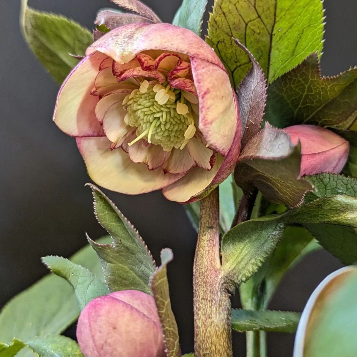 クリスマスローズ サンセットオーケストラ【 1POT販売おまかせ特価