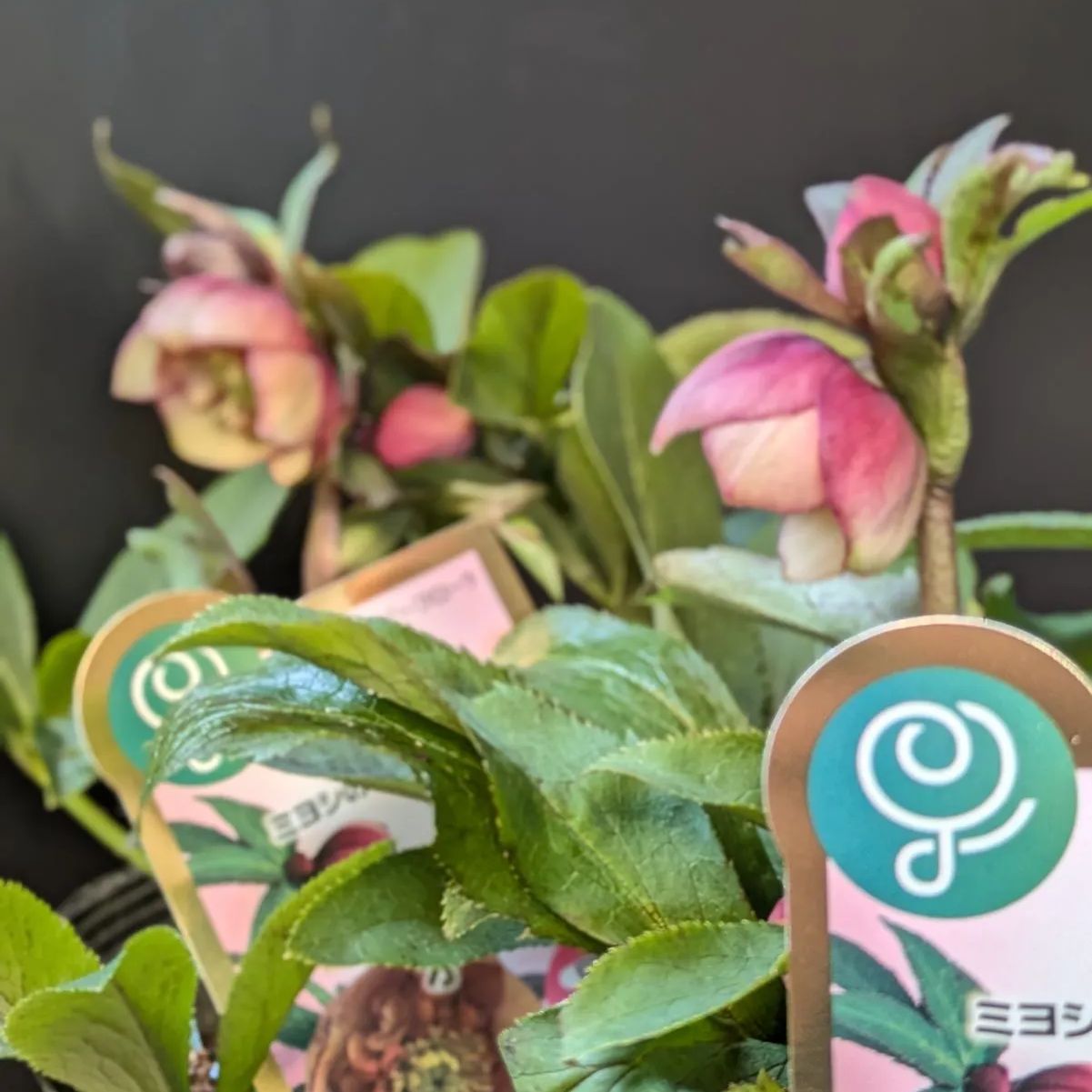 クリスマスローズ サンセットオーケストラ【 1POT販売おまかせ特価