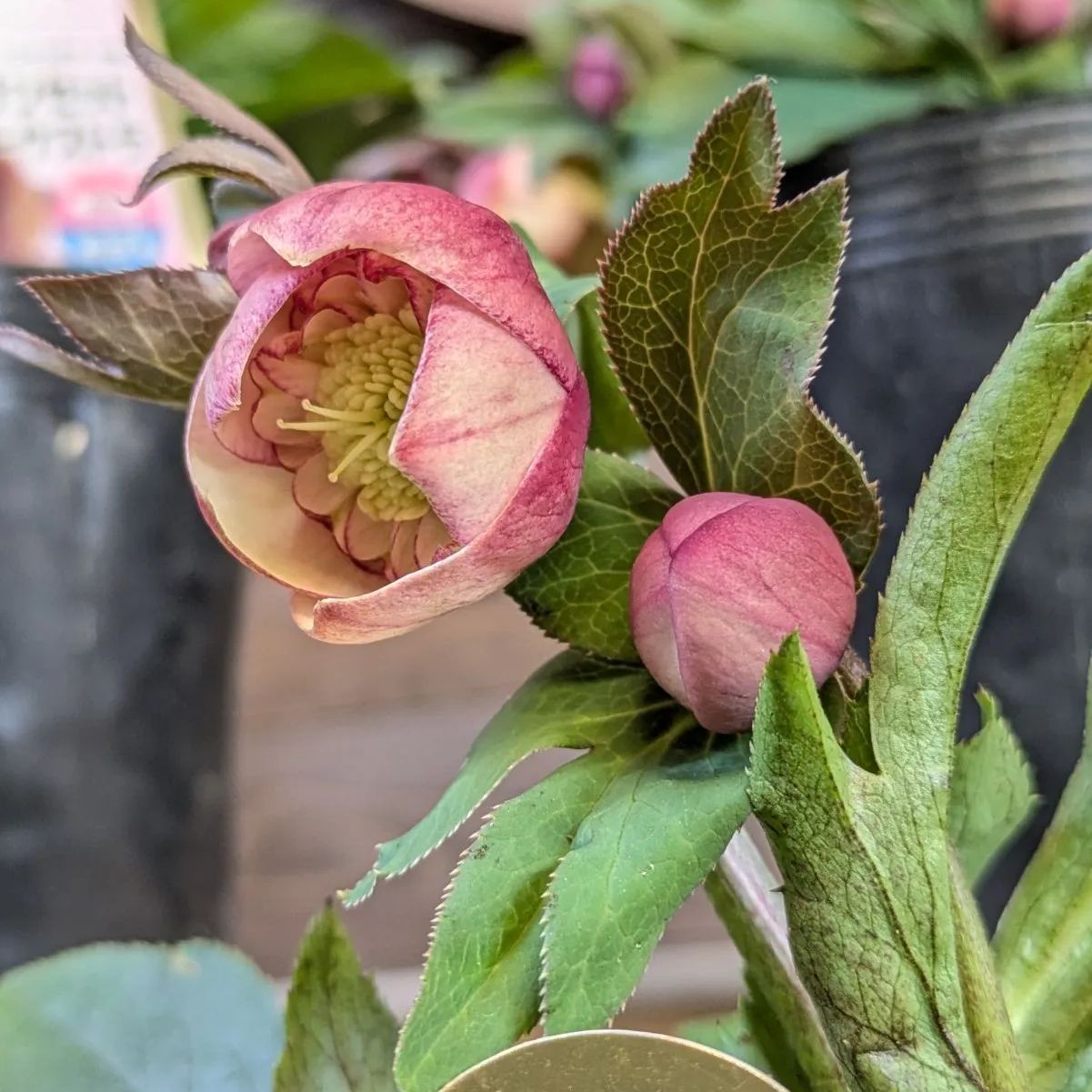 クリスマスローズ サンセットオーケストラ【 1POT販売おまかせ特価