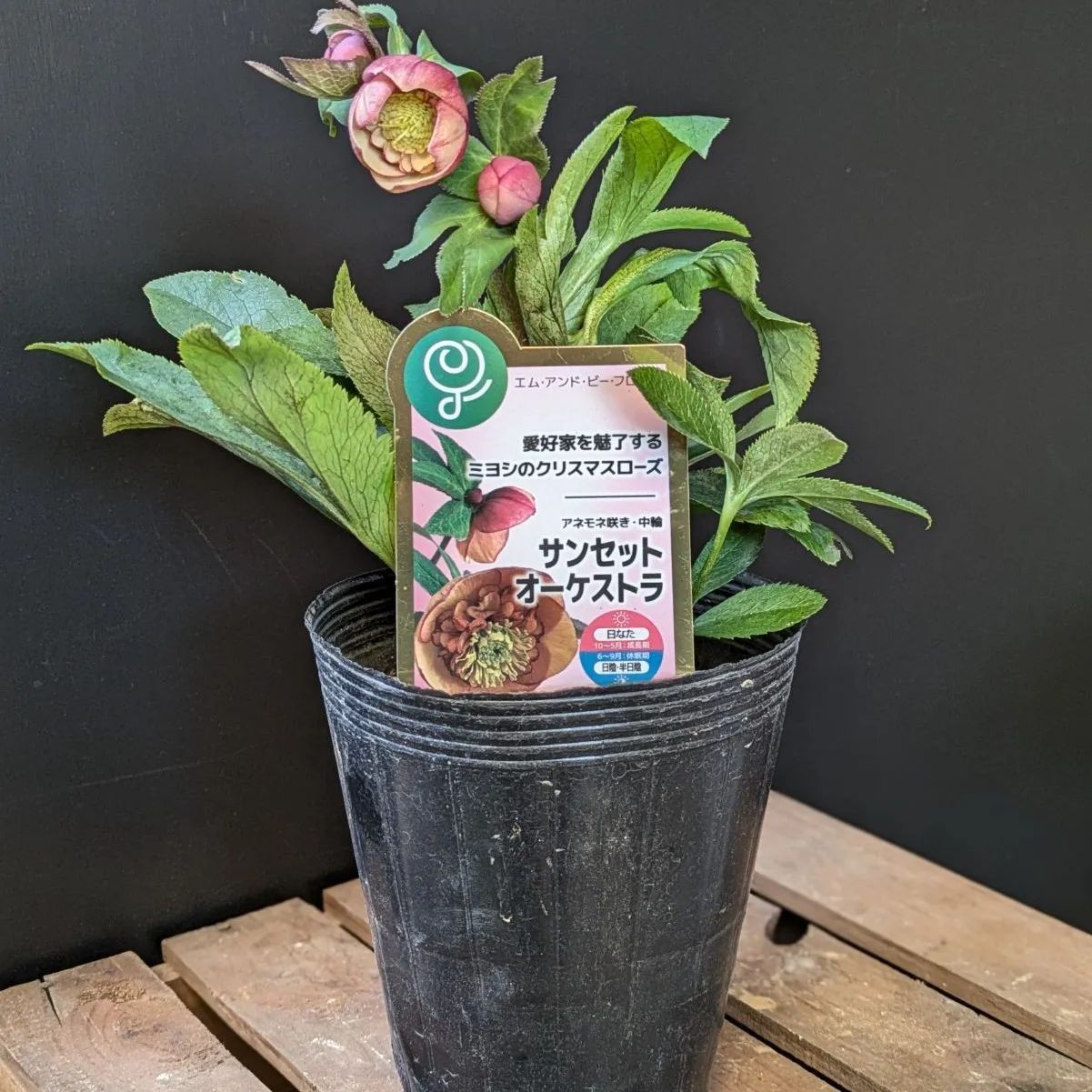 クリスマスローズ サンセットオーケストラ【 1POT販売おまかせ特価