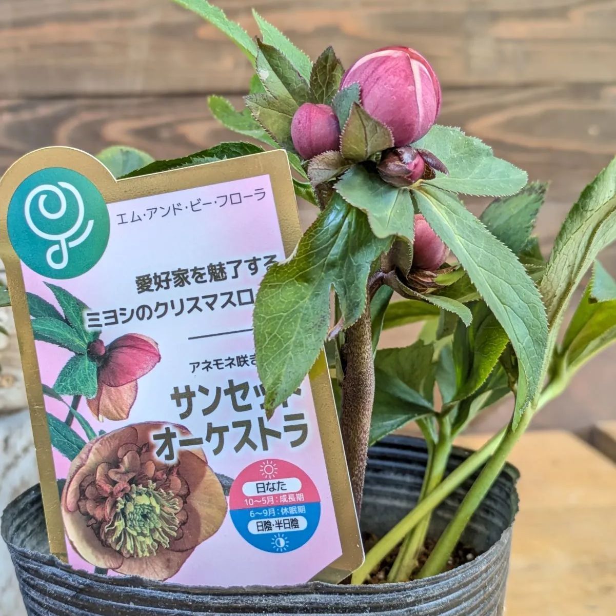 クリスマスローズ サンセットオーケストラ【 1POT販売おまかせ特価