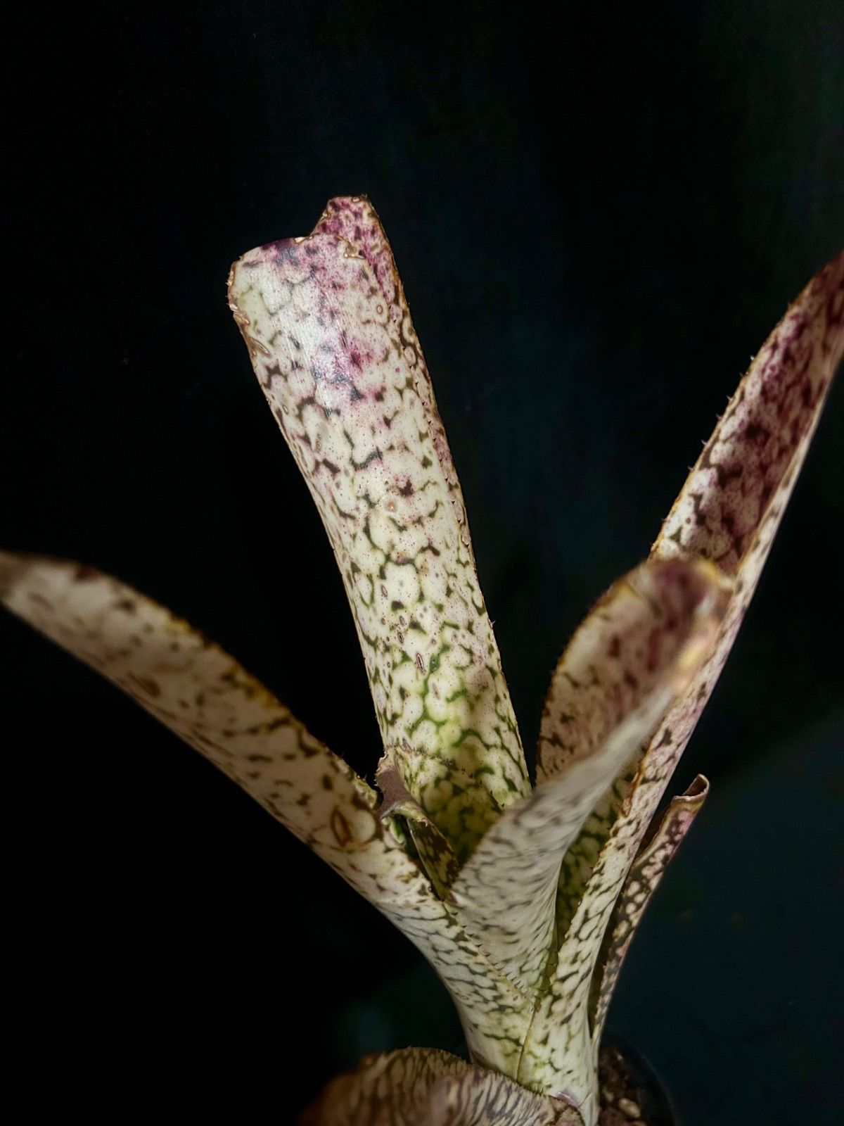 Billbergia Arribella × Wild Thing ビルベルギア アリベラ × ワイルド