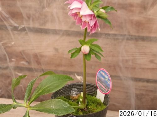 花1ガク0蕾3 開花株3.5号 &rdquo;カケアミ&rdquo; 多網目 小野寺園芸生産 八重ダブル クリスマスローズe116029