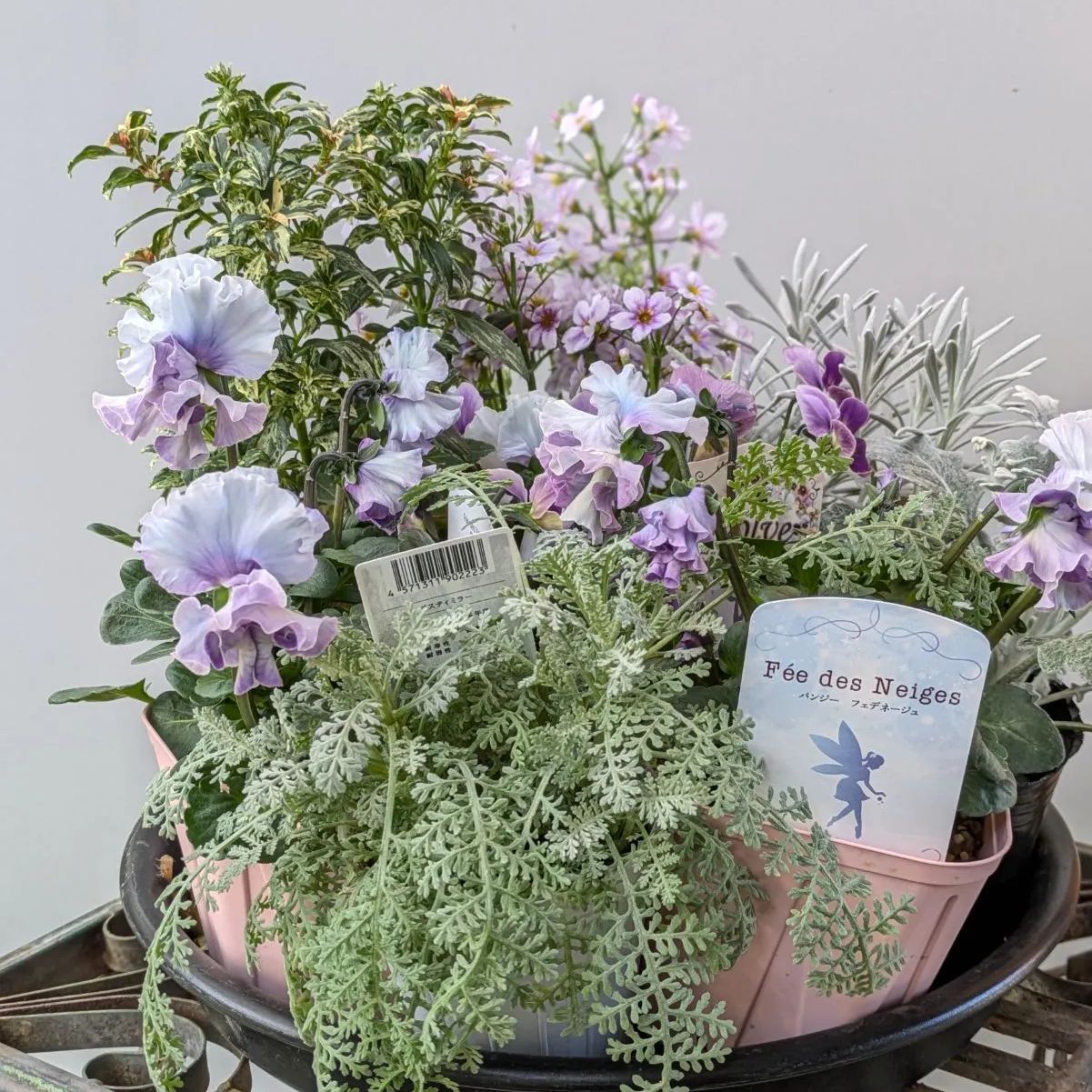 寄せ植えセット8ポット【 現品発送 】ポットのまま発送 - メルカリ