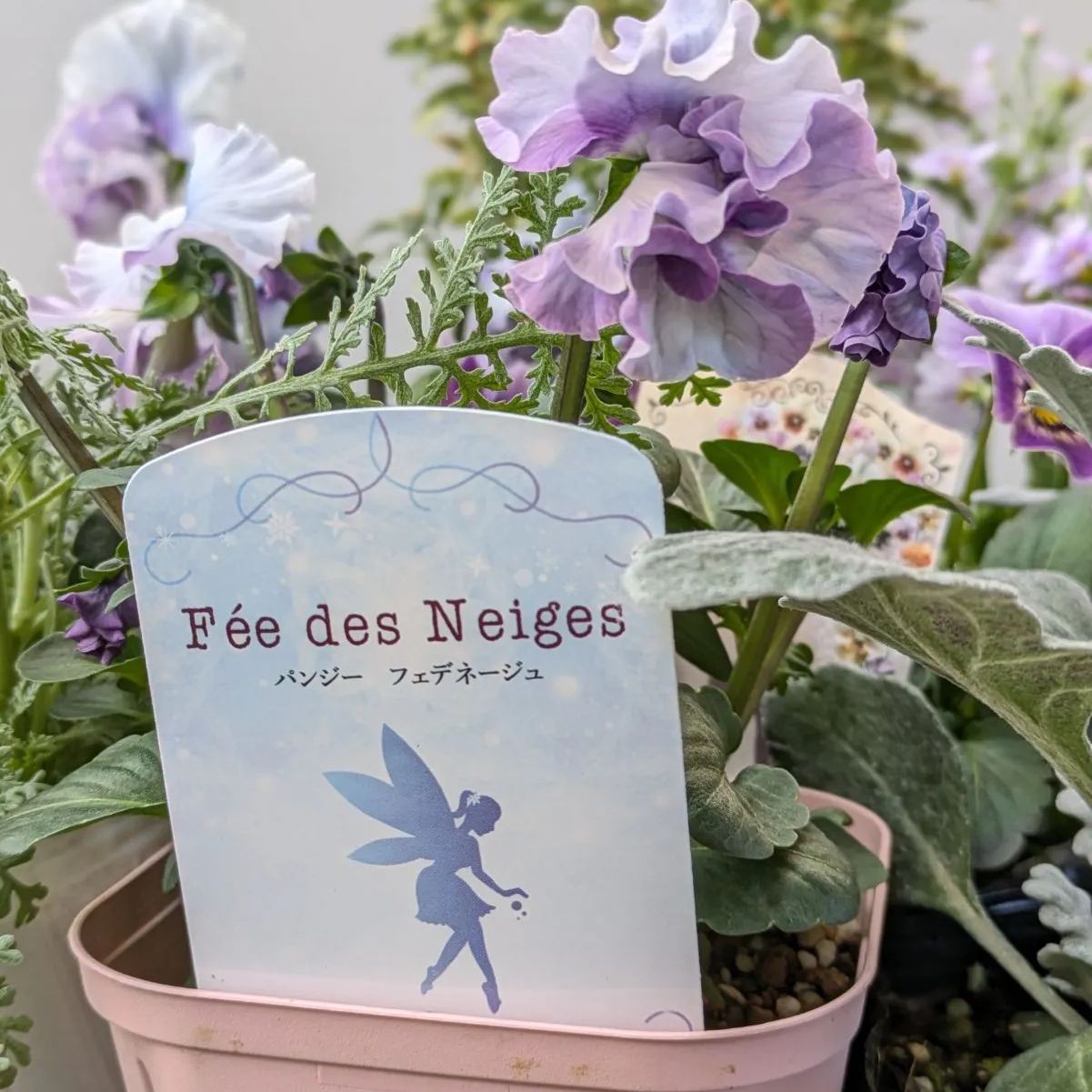 寄せ植えセット8ポット【 現品発送 】ポットのまま発送 - メルカリ