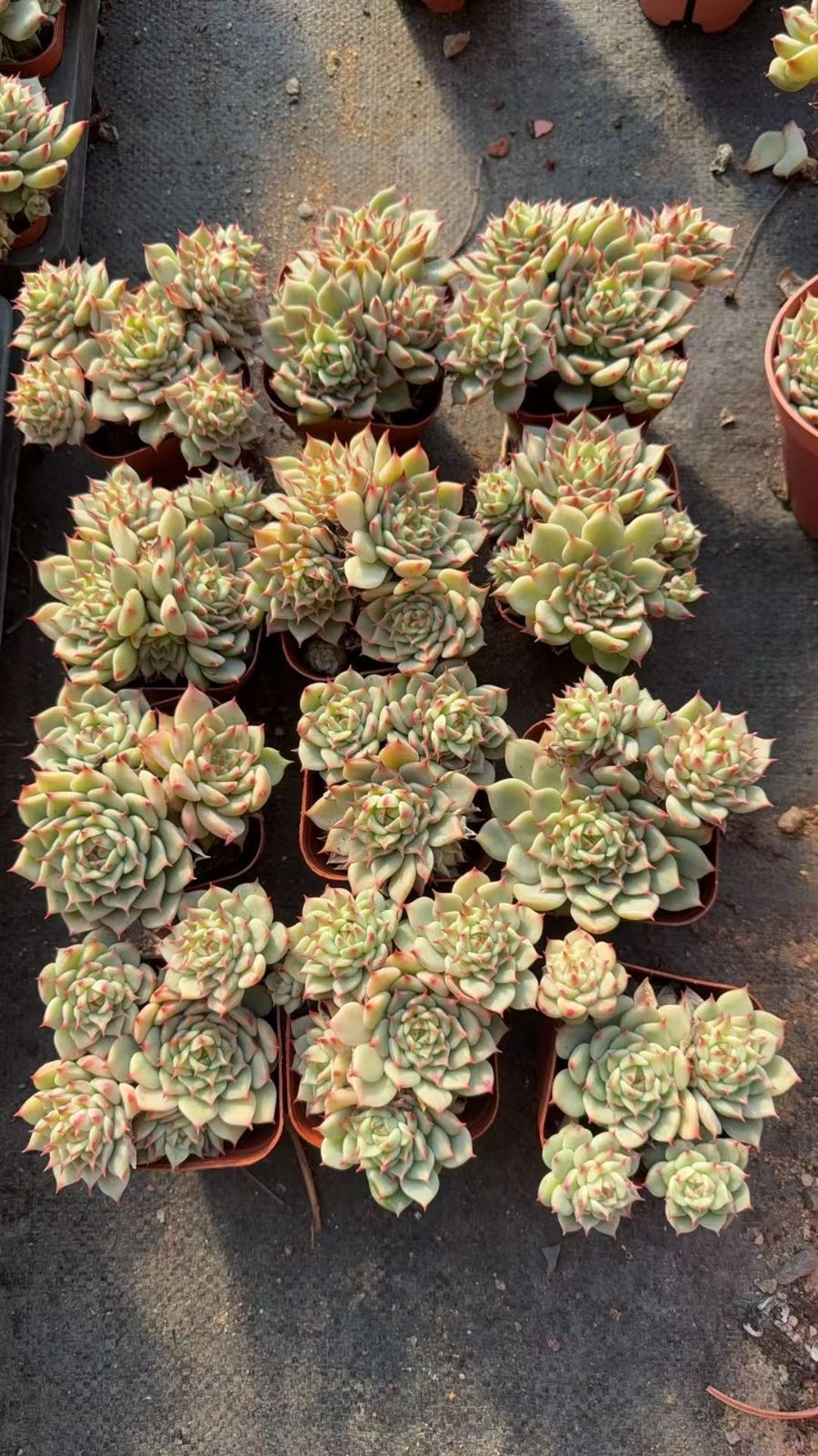 発売中 ブルーアイグン 32株セット 抜き苗 美苗 エケベリア 多肉植物