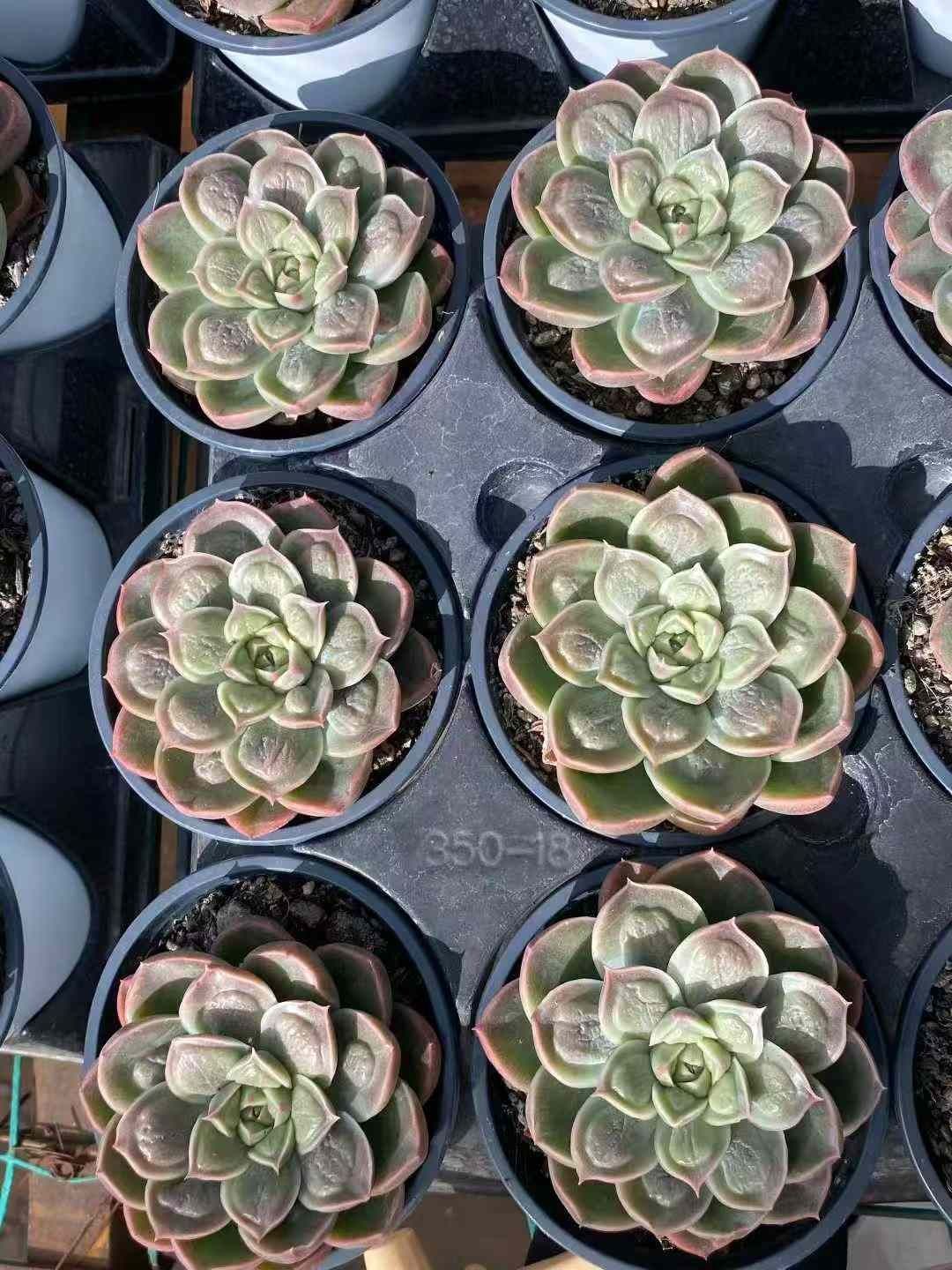 発売中 ドクターストレンジ 18株セット 抜き苗 美苗 エケベリア 多肉