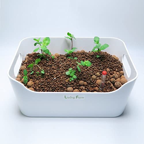 でパクチーの苗を育成するキット