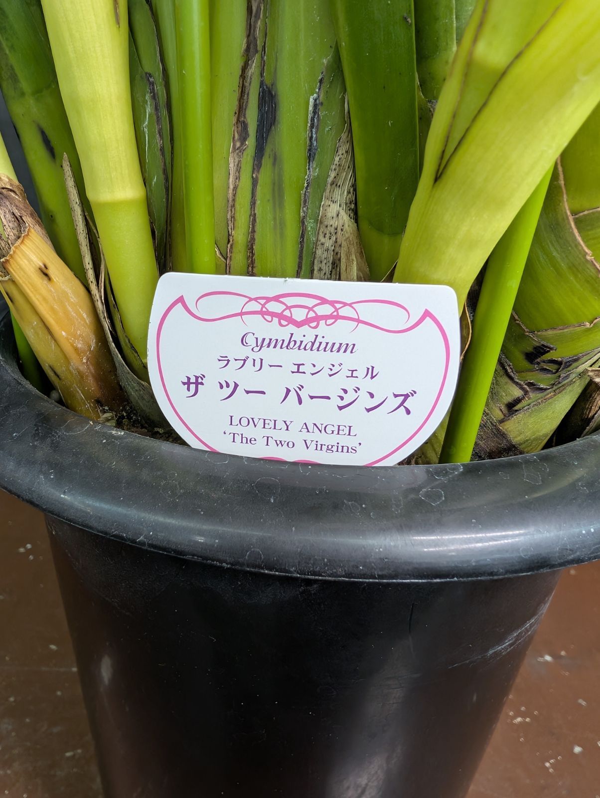 5本立ち】 シンビジウム ツーバージンズ 6.5寸鉢 - メルカリ