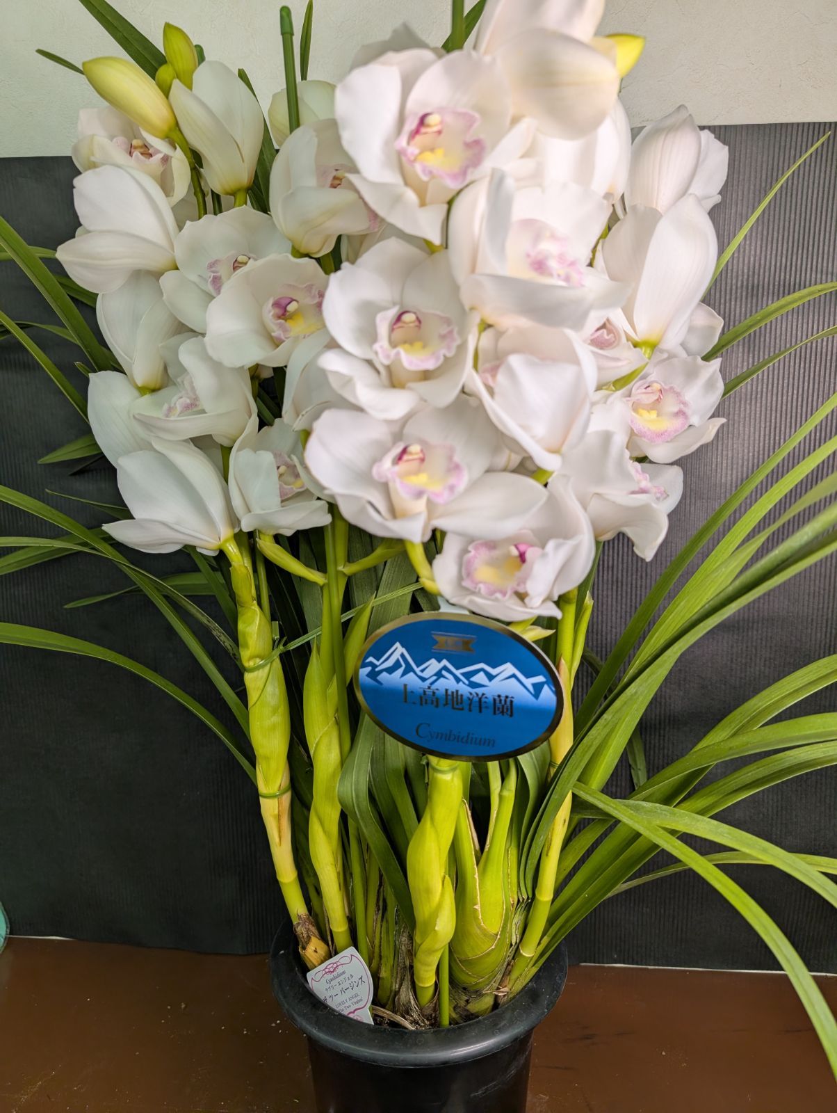 5本立ち】 シンビジウム ツーバージンズ 6.5寸鉢 - メルカリ