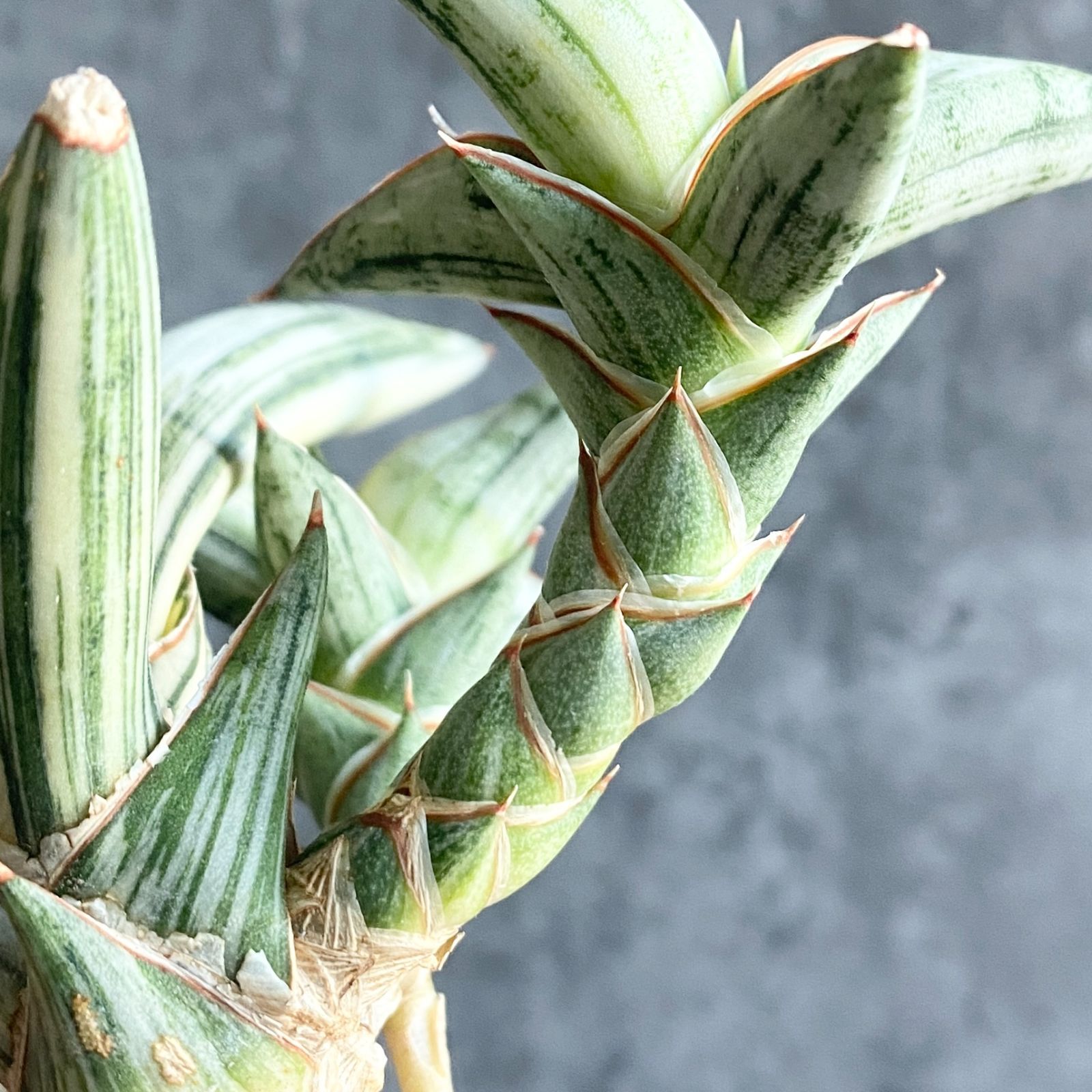 ☆S-14 超稀少 サンスベリア スノーホワイト 斑入り メルカリ発送 園芸ネット本店｜サンセベリア：ホワイトスノー 4号鉢植え の通販【公式】