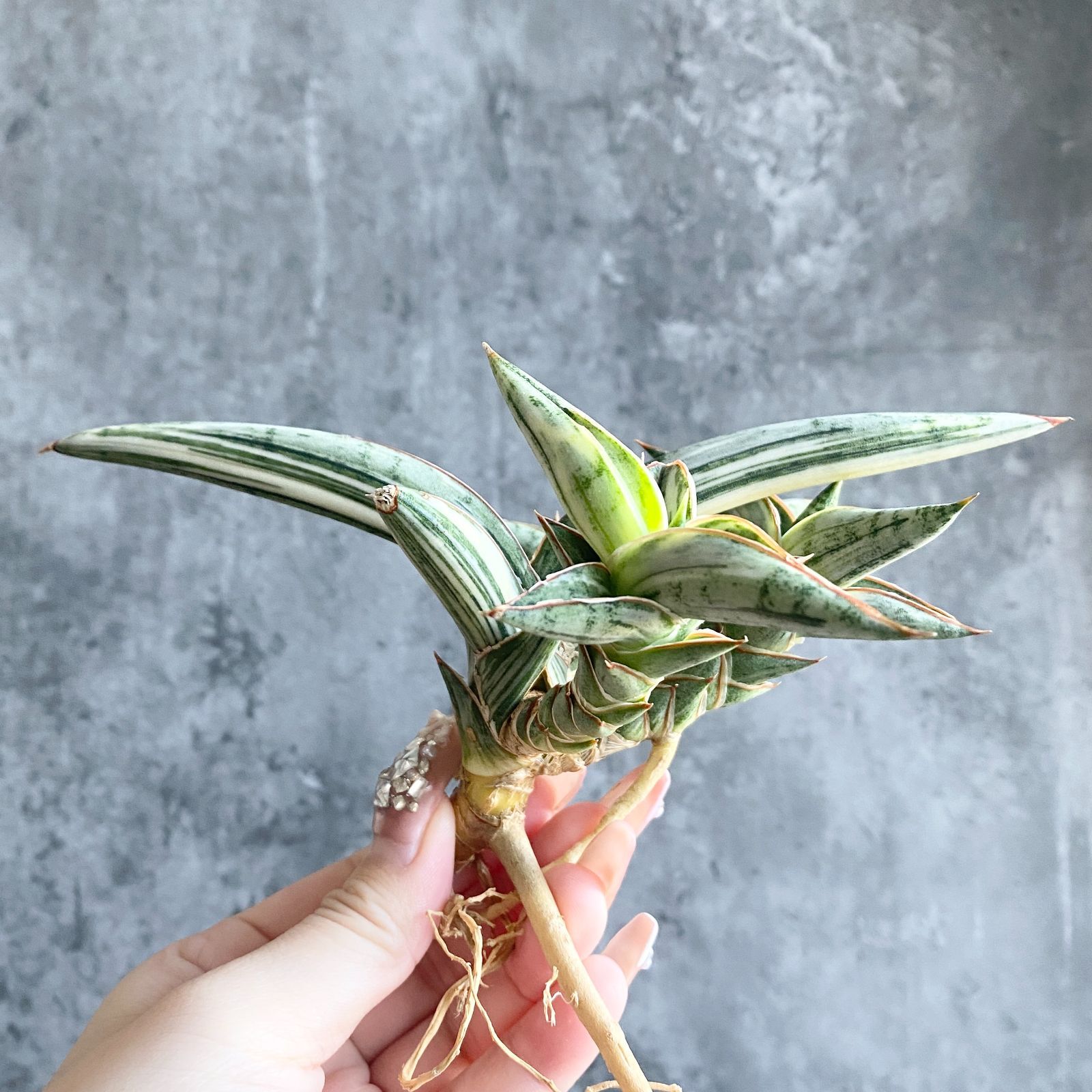 S12016【SS級超希少 ！！】白斑入り サンスベリア ブルー クローン