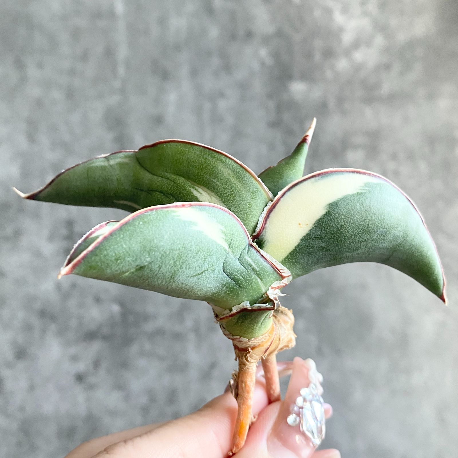 S12058 白縞斑入り【極上S級 縞斑入り大株！！】サンスベリア