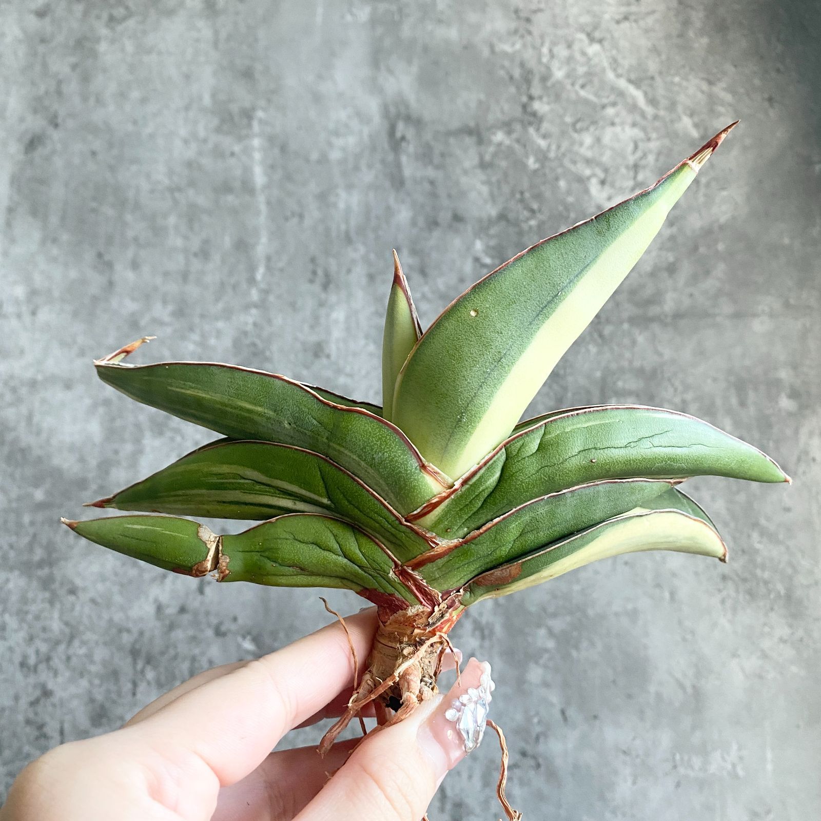 S12060 白縞斑入り【極上S級 縞斑入り大株！！】サンスベリア