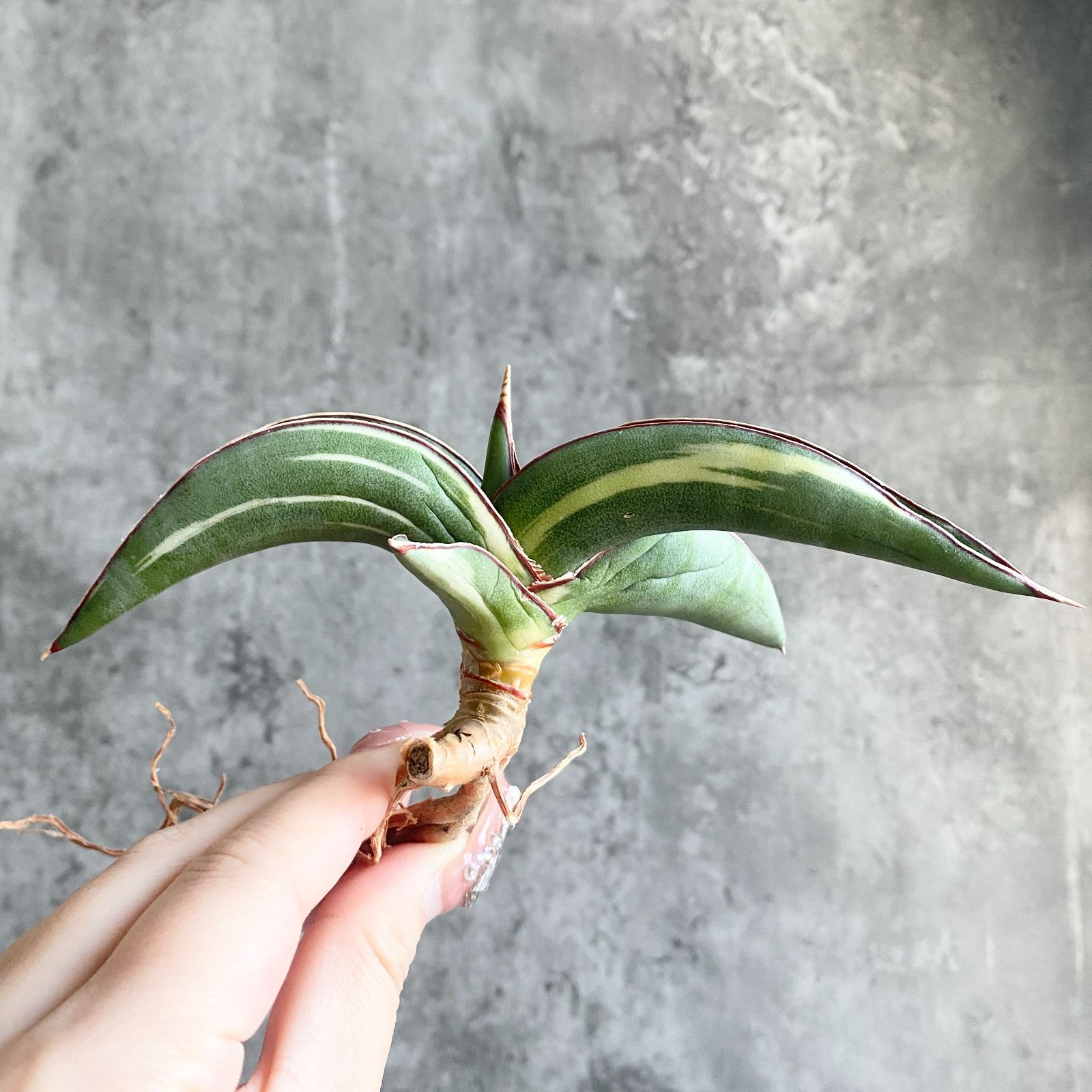 S12061 白縞斑入り【極上S級 縞斑入り大株！！】サンスベリア