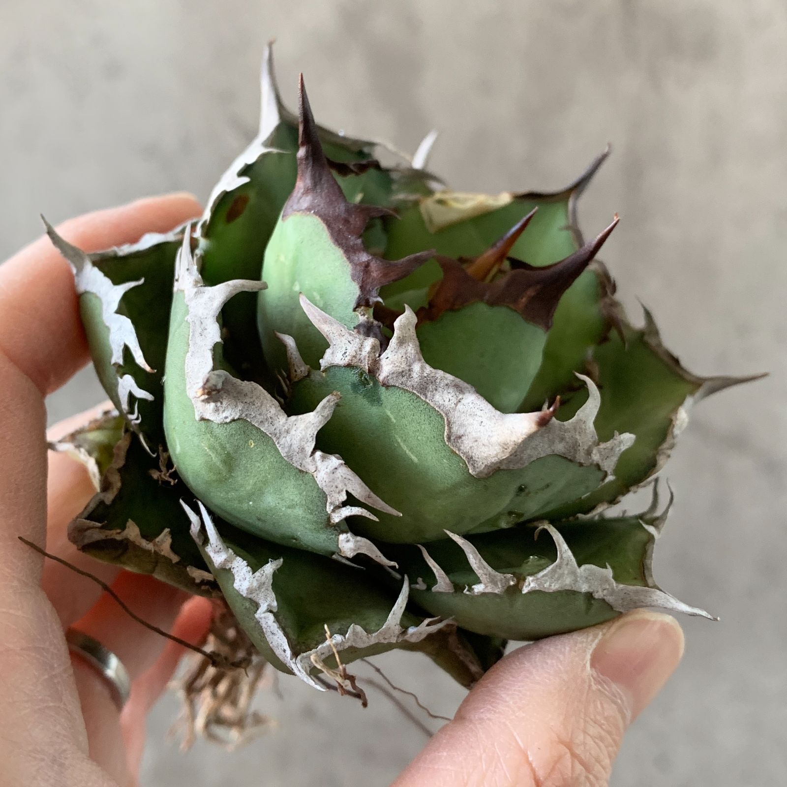 アガベ　チタノタ　Nova 親サイズ　メルカリ便 F12292 アガベ チタノタ Fo076 極上株 - メルカリ