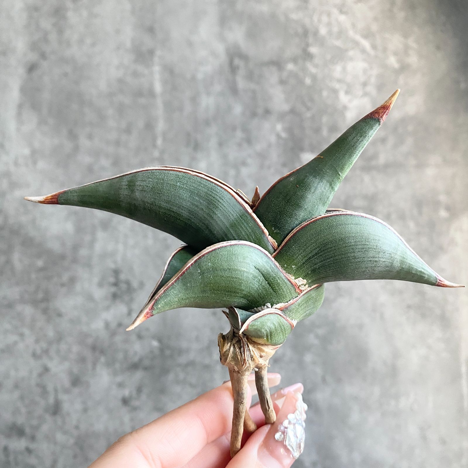 K*ん様 ⑧ サンスベリア ロリダ 斑入り 多肉植物 ロリダ斑入り
