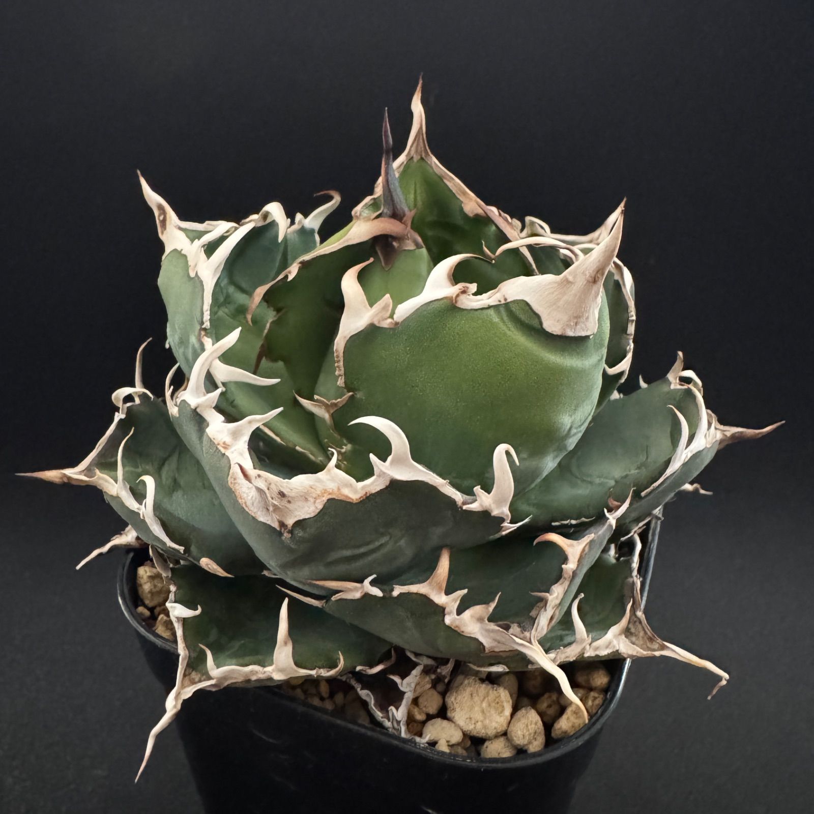 大株　アガベ　匿名配送　抜き苗 アガベ 大株 札落ち 抜き苗 送料込 - メルカリ