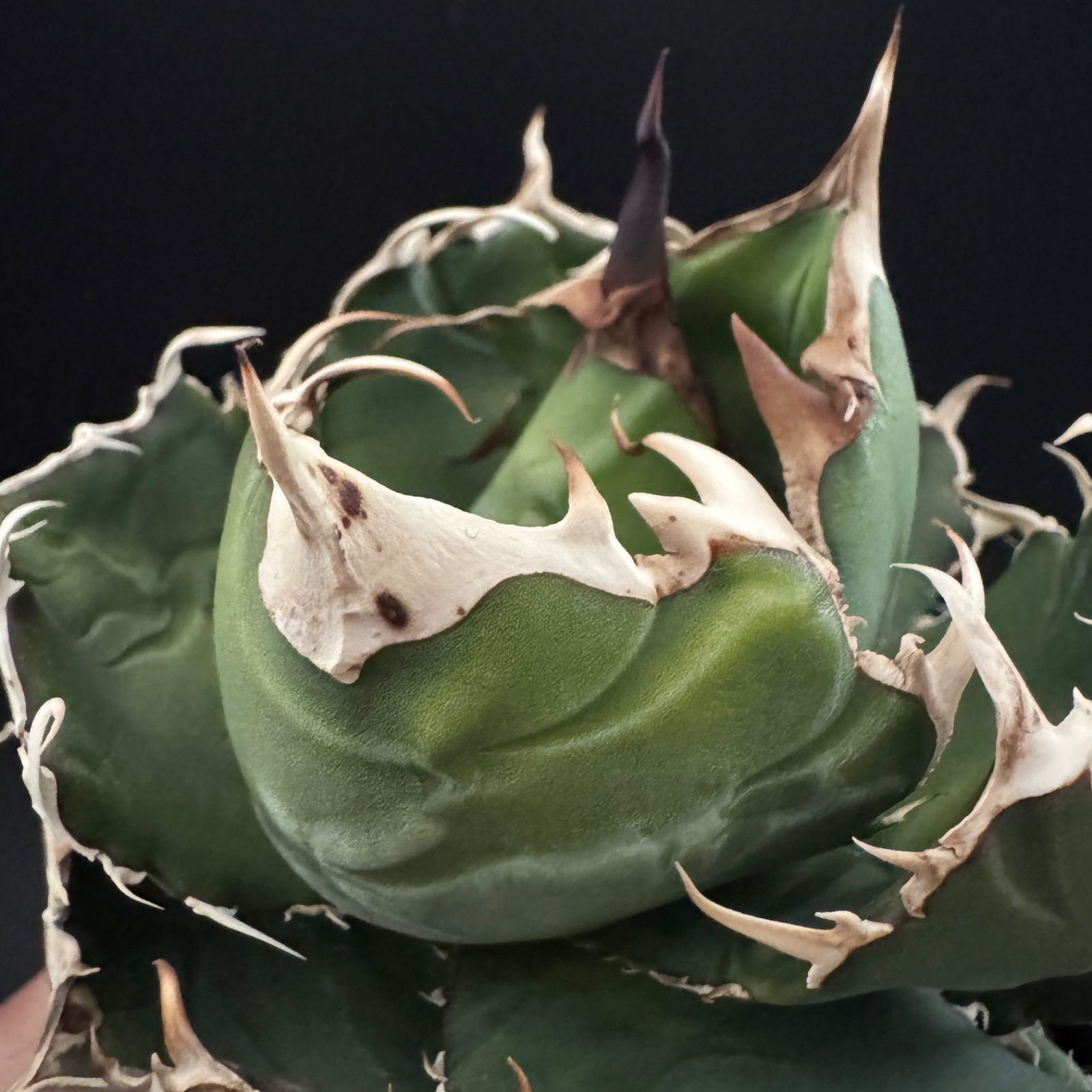 アガベ 大株 札落ち 抜き苗 送料込 - メルカリ