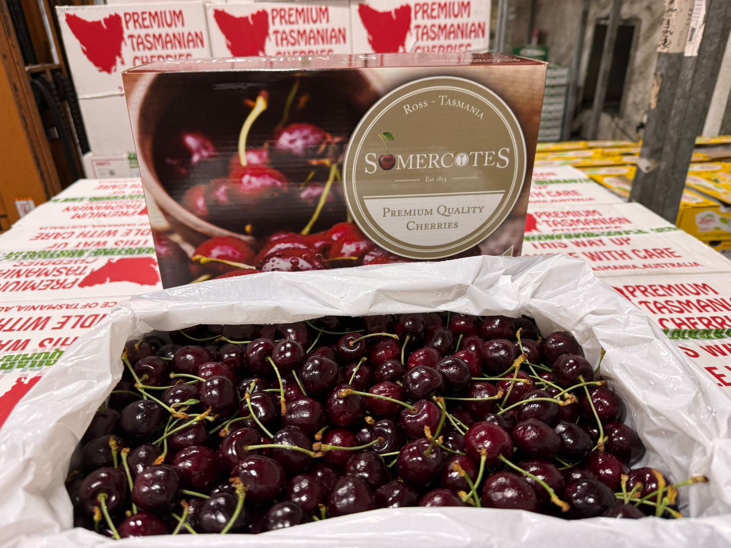 タスマニア産】厳選チェリー 5Kg 空輸直送 SOMERCOTES - メルカリ