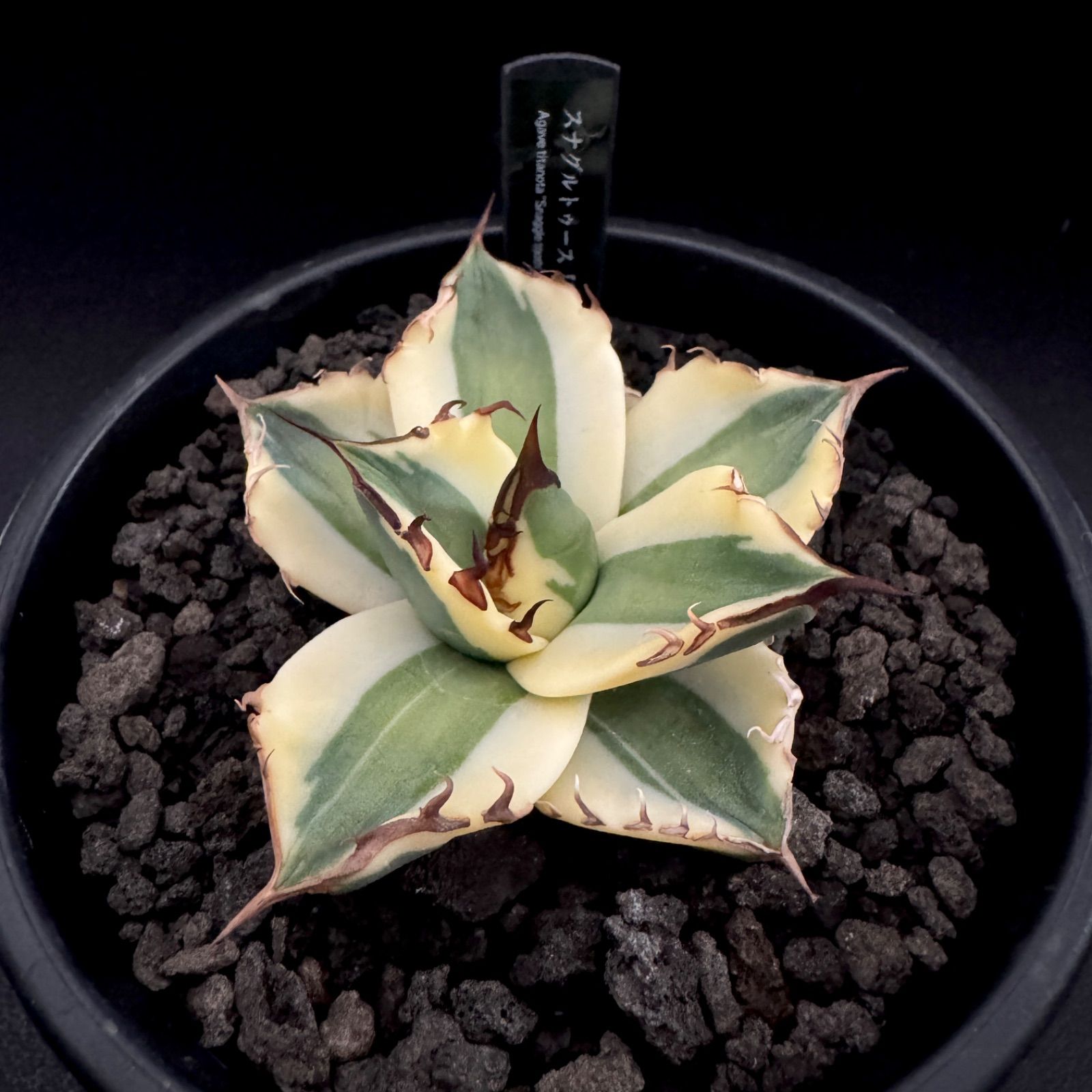 アガベ チタノタ スナグルトゥース 暴牙 送料込 - メルカリ