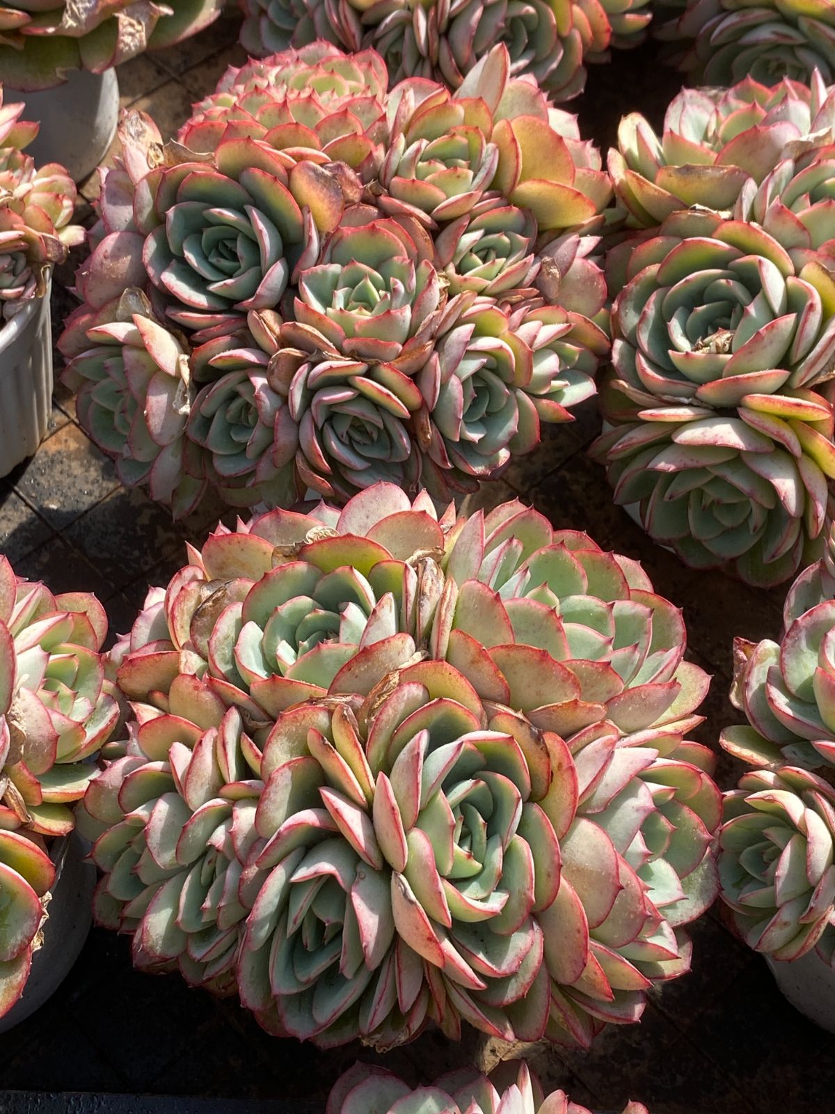 Z2588×12苗 パラメラ 新入荷 抜き苗 多肉植物 詰め合わせ アエオニウム