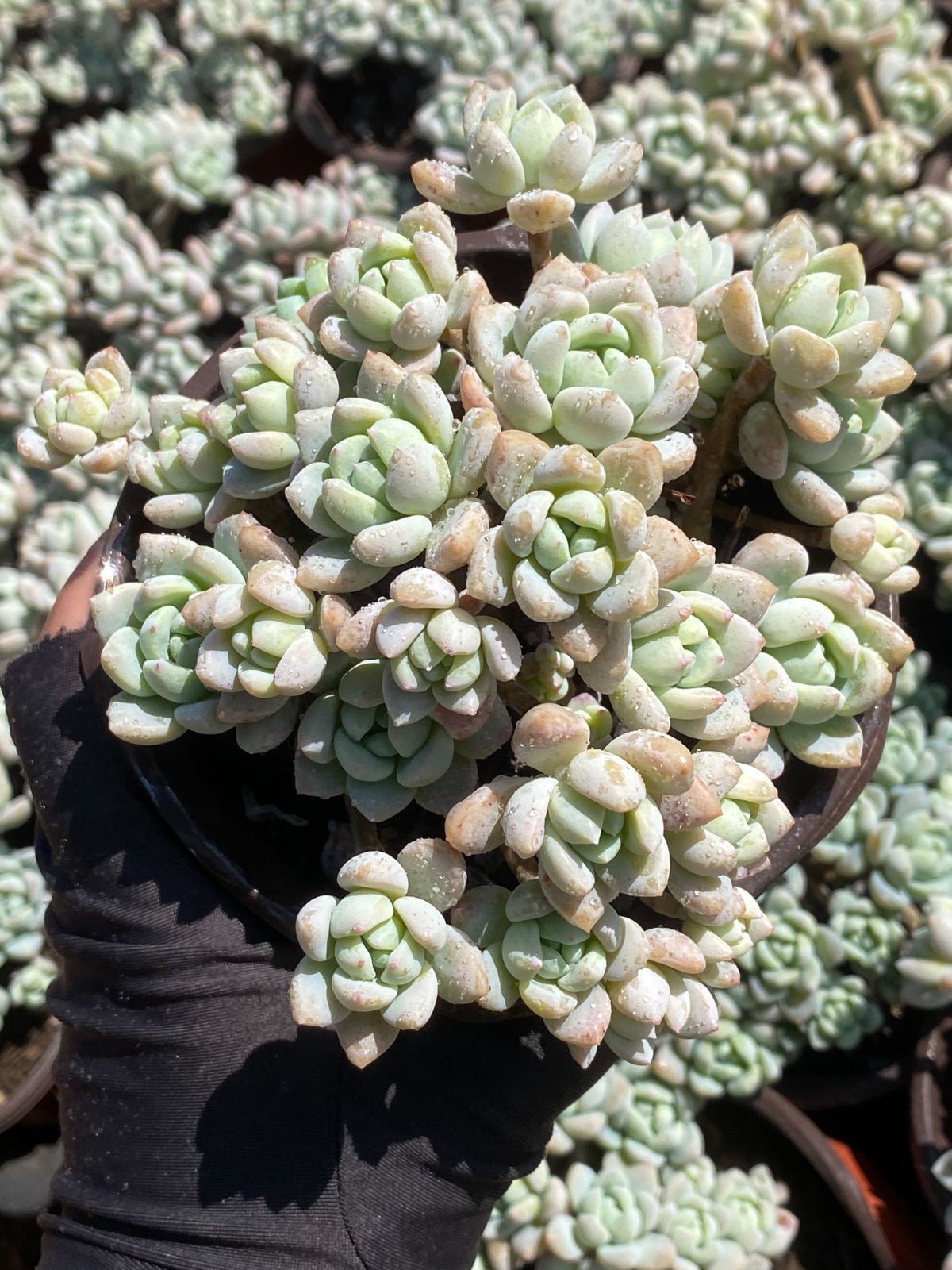 Z2592×18苗 新入荷 抜き苗 多肉植物 詰め合わせ アエオニウム