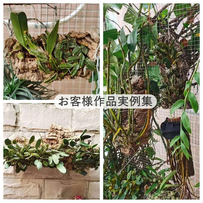 M508 ポルトガル産 厚め コルク樹皮 コルク板 バージンコルク 送料無料