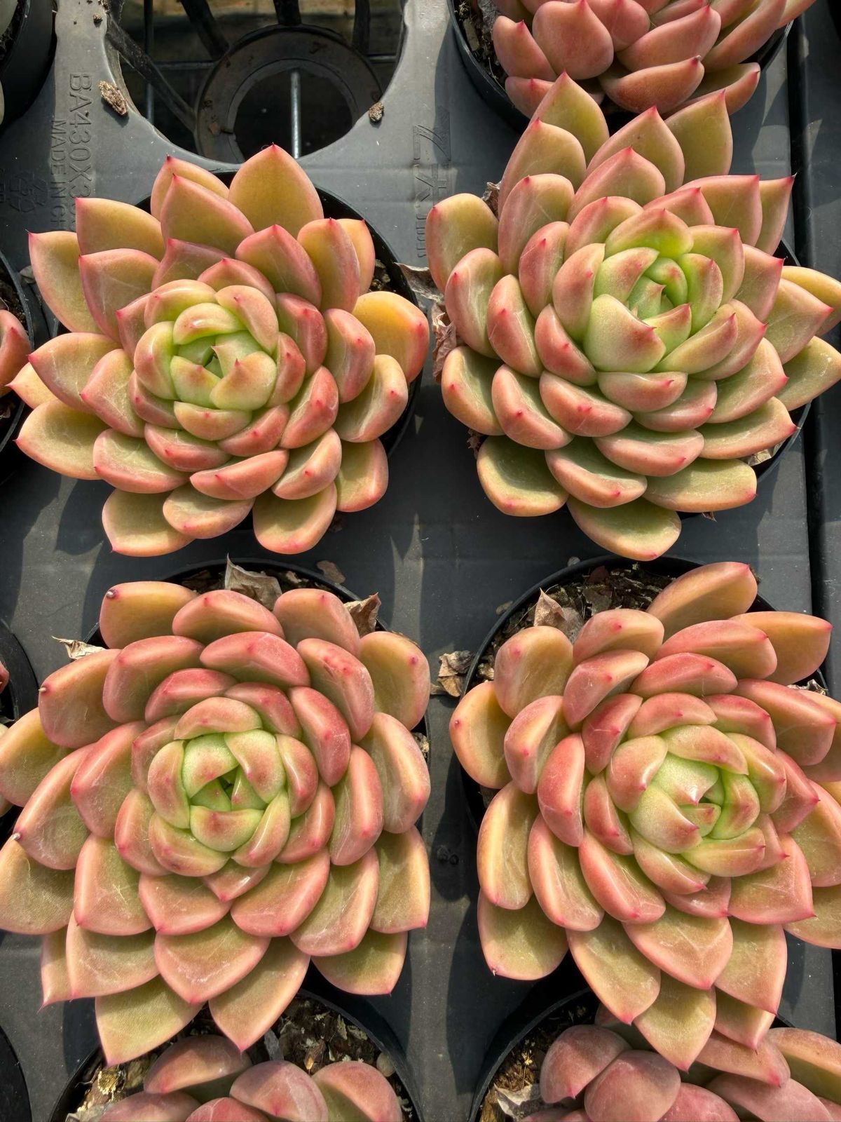 18株の抜き苗セット】クリスタルジェニー 多肉植物 佐川急便発送