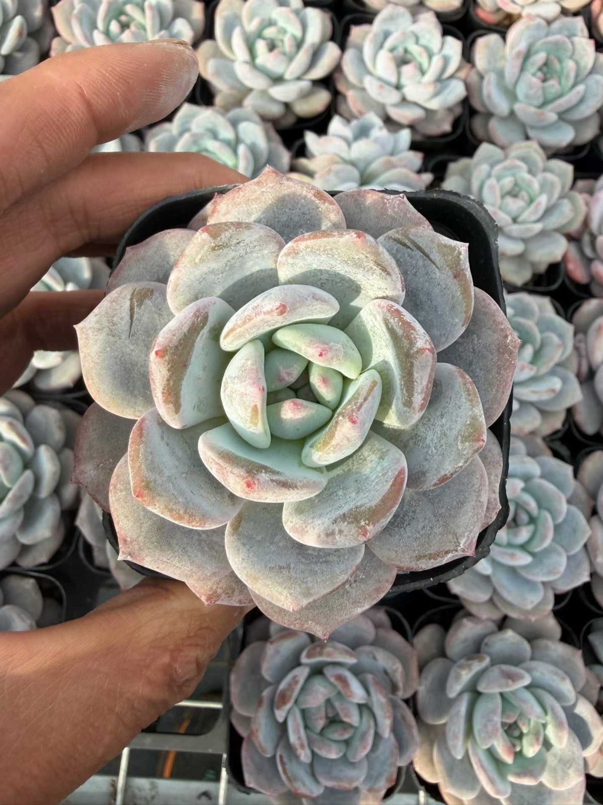 在庫2❣️スターモンロー❣️カット苗 ランダム配送 エケベリア 寄せ植え 多肉植物 50株の抜き苗セット】モンロー 多肉植物 佐川急便発送 エケベリア 韓国