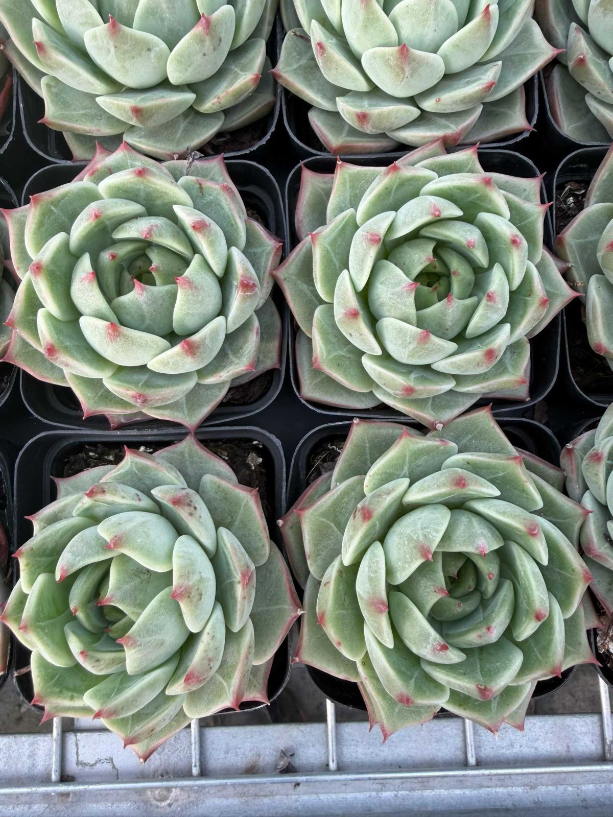 50株の抜き苗セット】ブルーグリーン 多肉植物 佐川急便発送