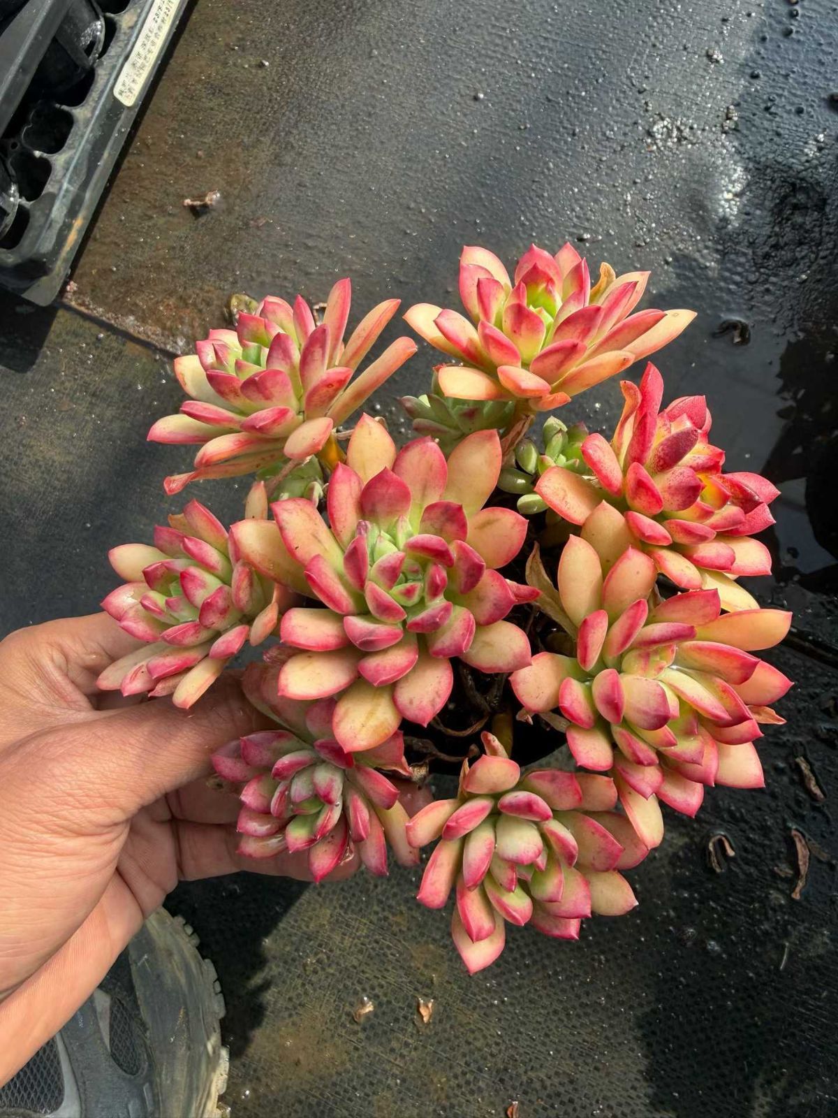 18鉢の土鉢付きセット】マクドガリー 多肉植物 佐川急便発送