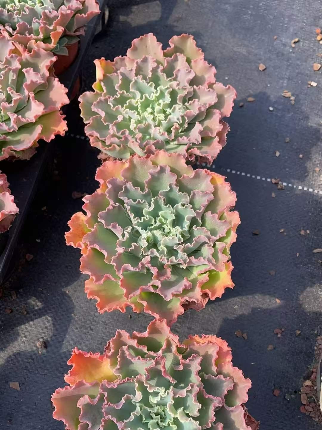 15株の抜き苗セット】ブルーフォックス 多肉植物 佐川急便発送