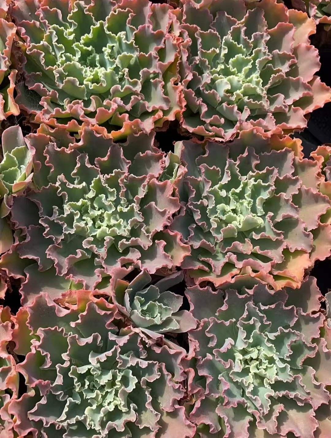 15株の抜き苗セット】ブルーフォックス 多肉植物 佐川急便発送